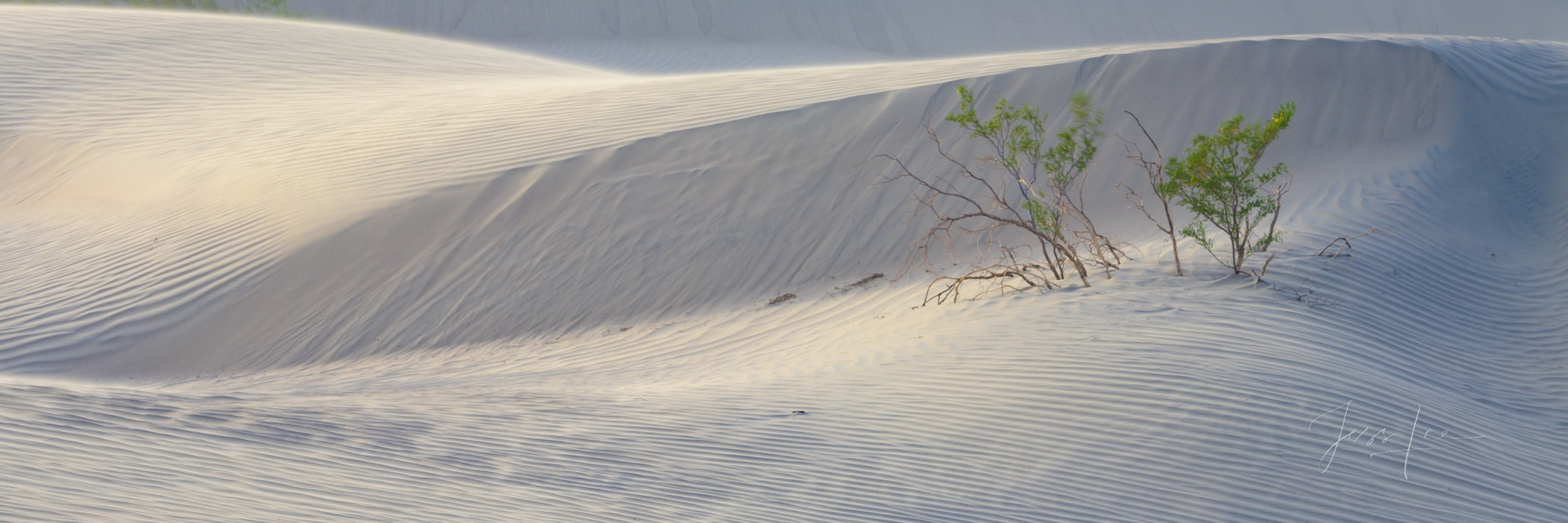 Death Valley Photography Print  Dune