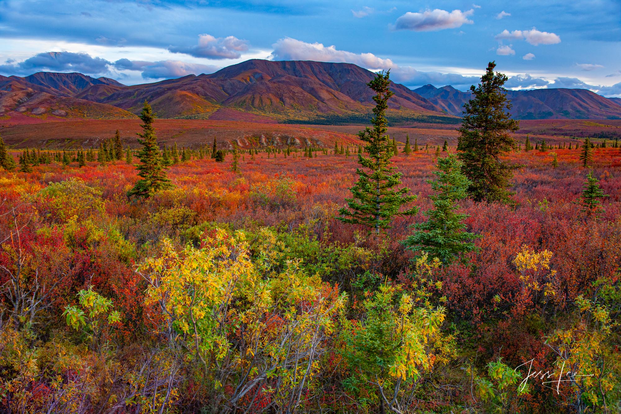 Fall color covering Denali National Park's landscape in a thick blanket of red, orange, yellow, and green. 