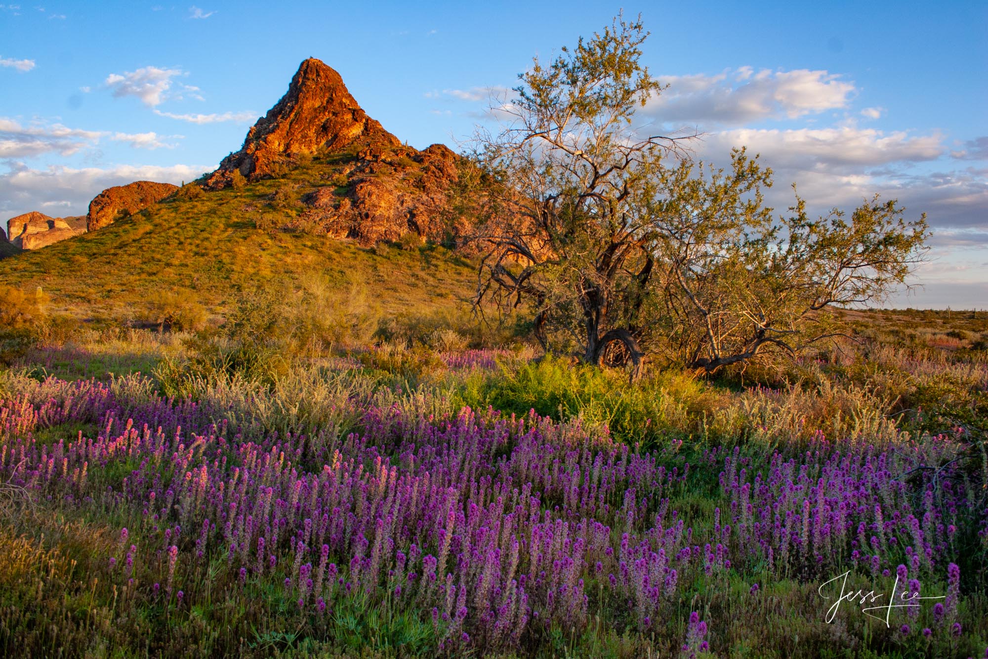 Purple spring flowers in full bloom in Arizona's Sonora desert. 