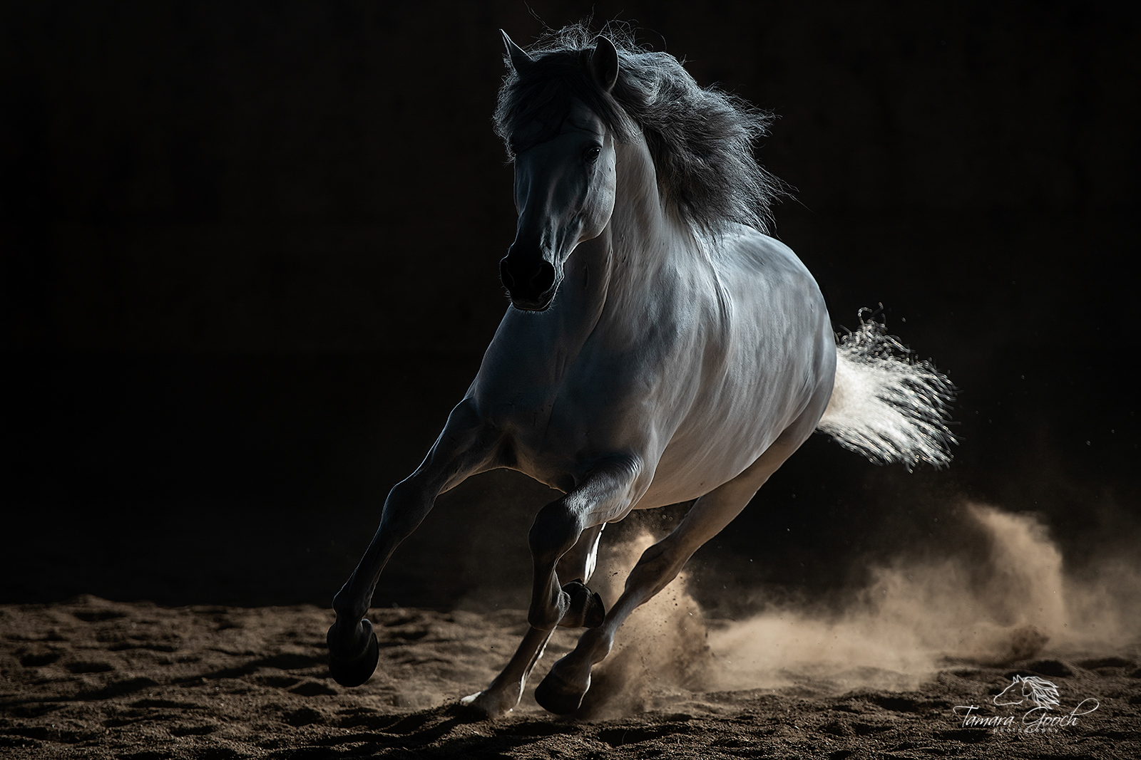 Andalusian horse at liberty in an indoor arena. Tamara Gooch Photography workhop Eugene Oregon.