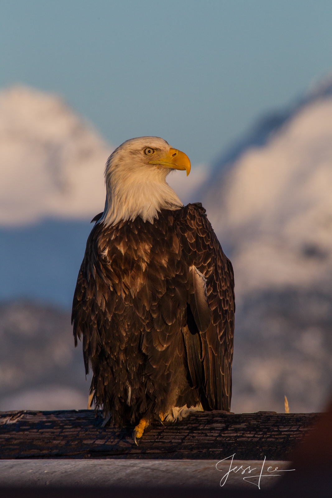 Bring home the power and beauty of the amazing fine art American Bald Eagle photograph All American by Jess Lee from his Wildlife...