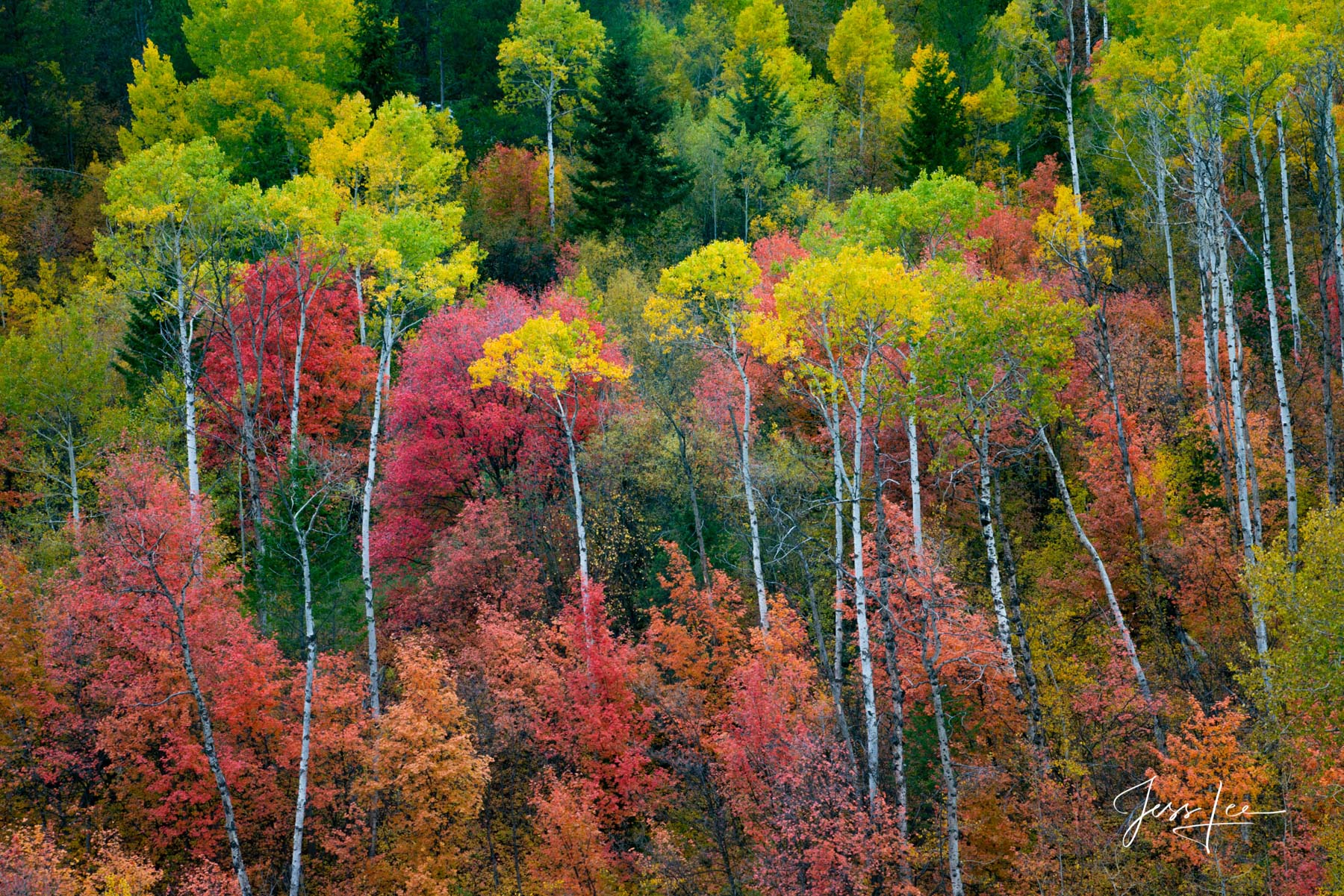 Limited Edition of 50 Exclusive high-resolution Museum Quality Fine Art Prints of a Mixed Bag of fall colored trees in the Idaho...