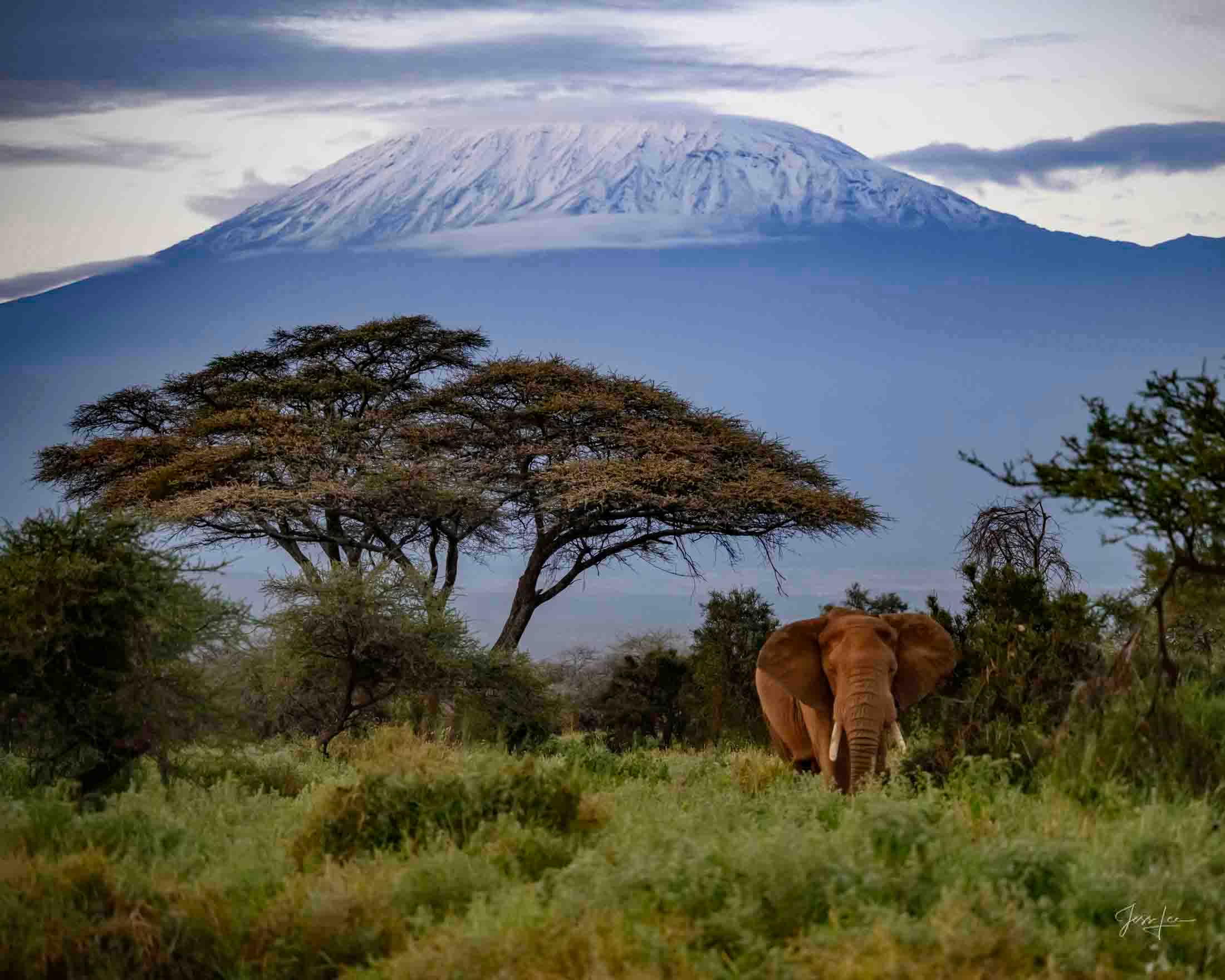 Super Tusker Below the Acadia Tree Africa Elephant Photograph. A fine Art Limited Edition Print.