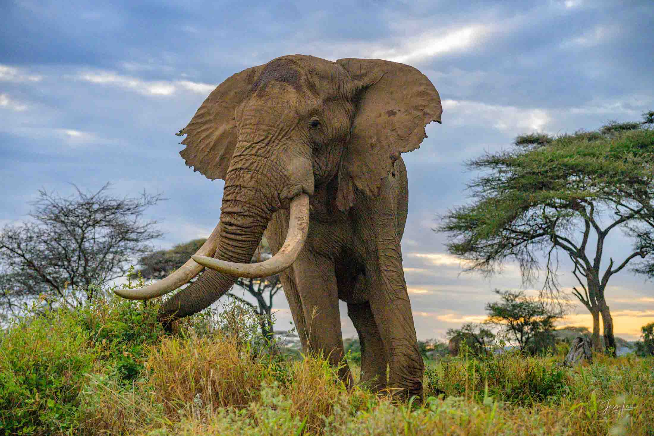 Tusker Dinner Tusker dinner Africa Elephant Photograph. A fine Art Limited Edition Print.