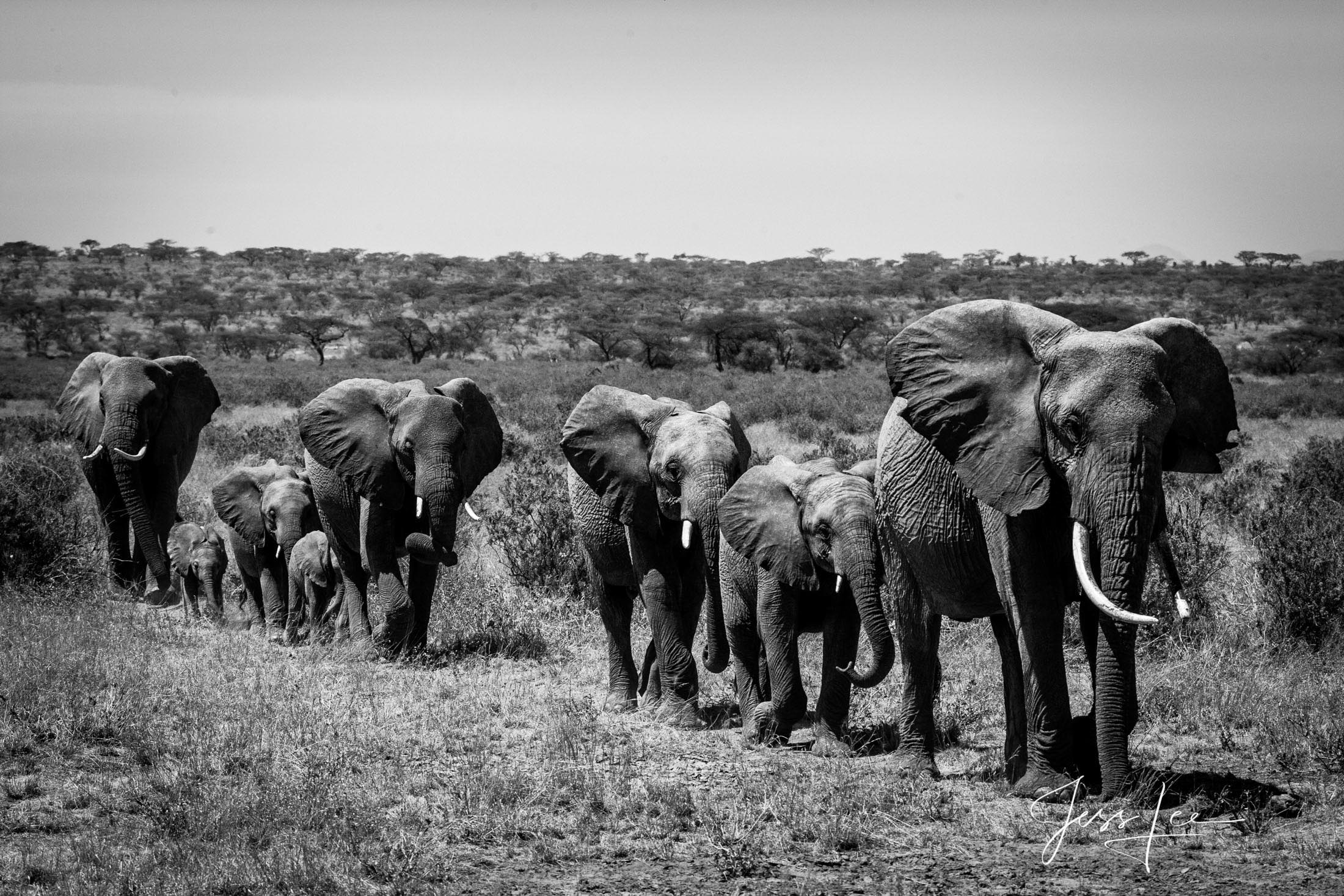 Elephant Photography Print Baby herd