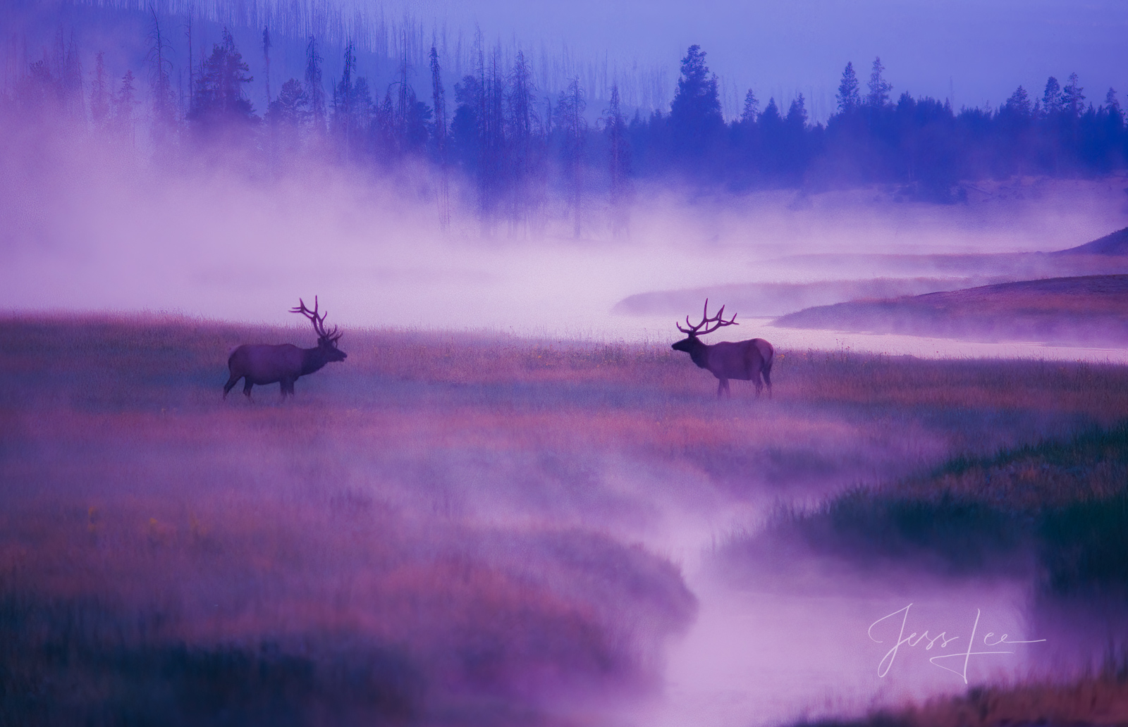 Pre Dawn early blue hour light surrounds two Bull Elk.