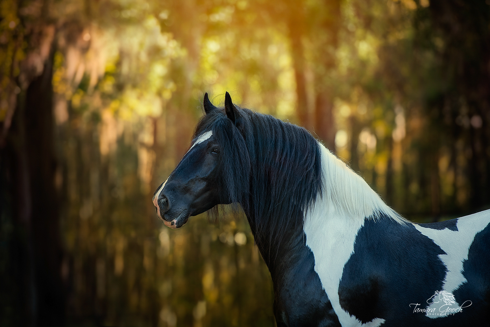 A gypsy vanner stallion photographed in Florida with beautiful light shining through the trees.