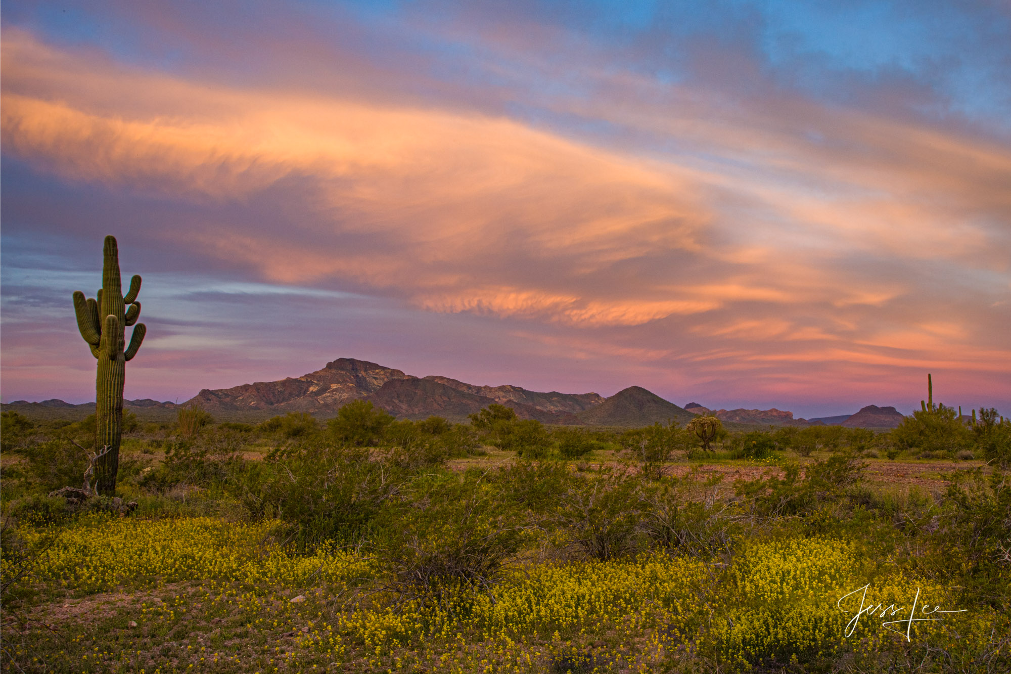 Spring flowers blooming across the Arizona landscape. 