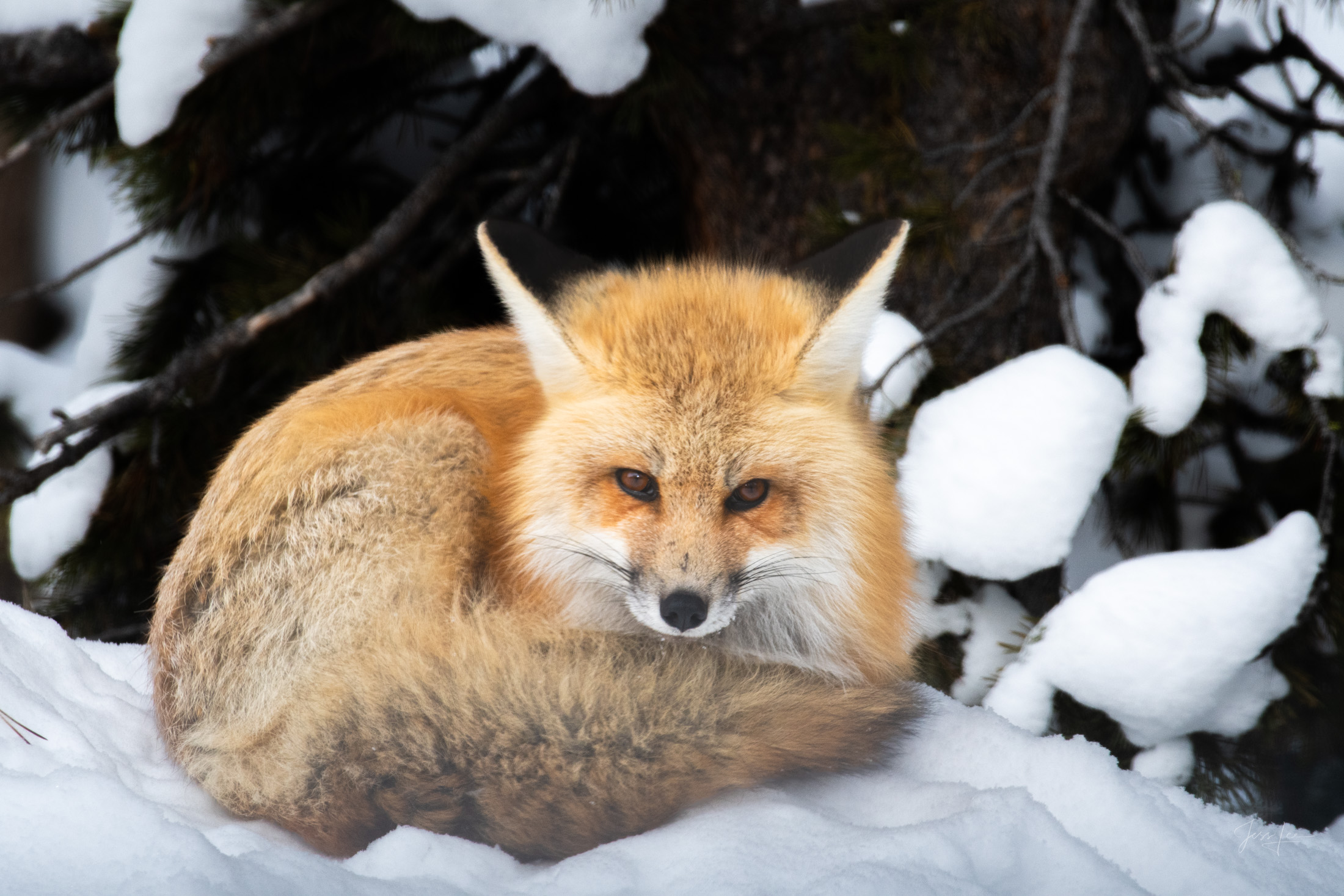 Watchful Fox