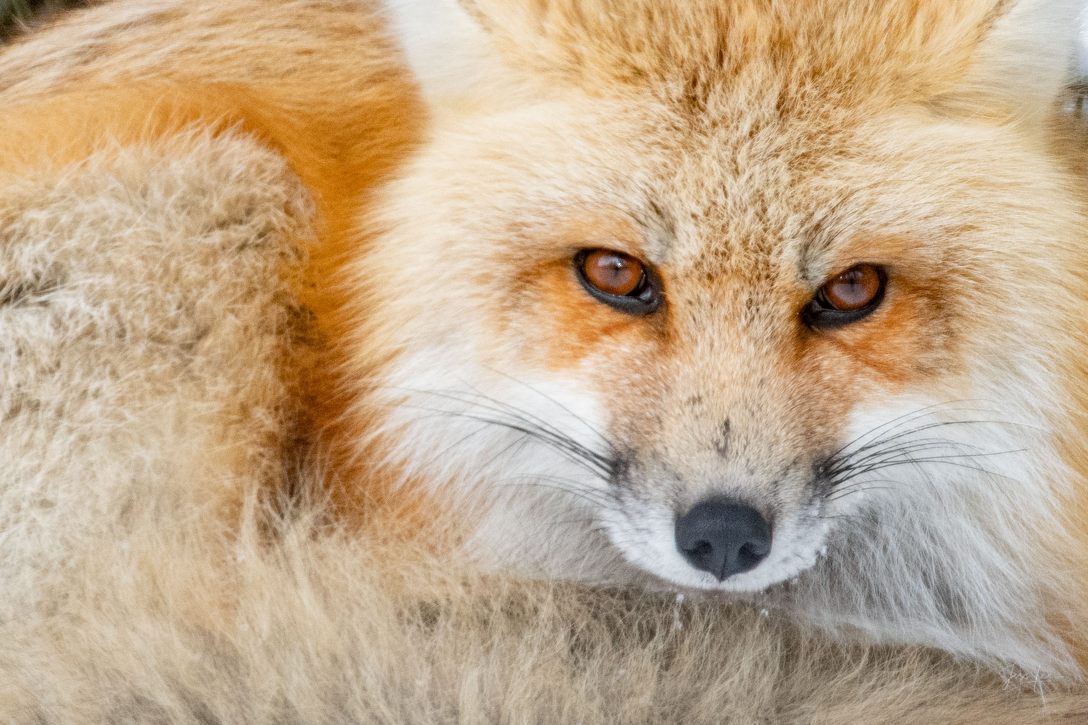 Fox Photo 4 is presented in Limited Edition of 250 Exclusive high-resolution Museum Quality Fine Art Prints. Wildlife Photo of...