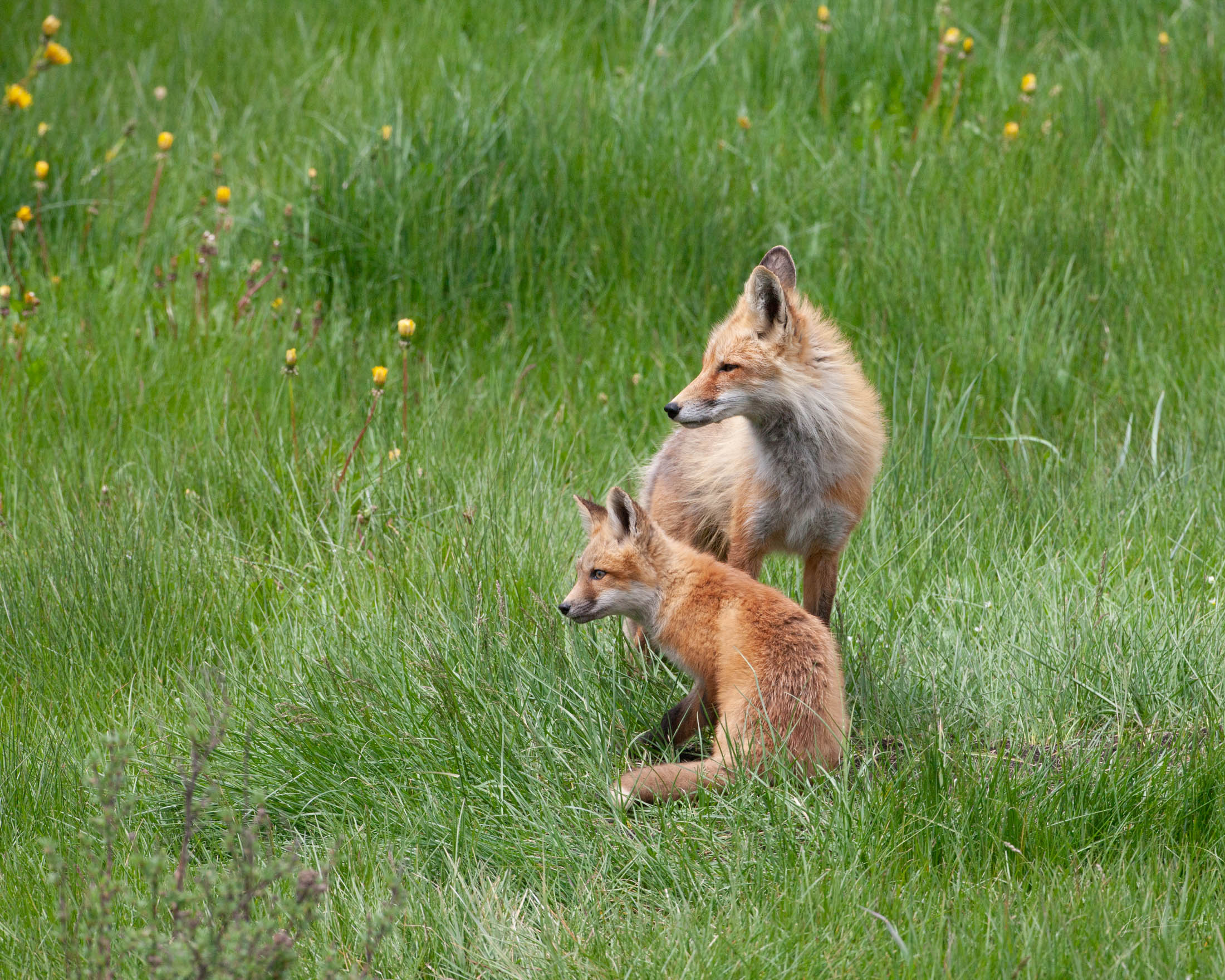 Fox-photo-5