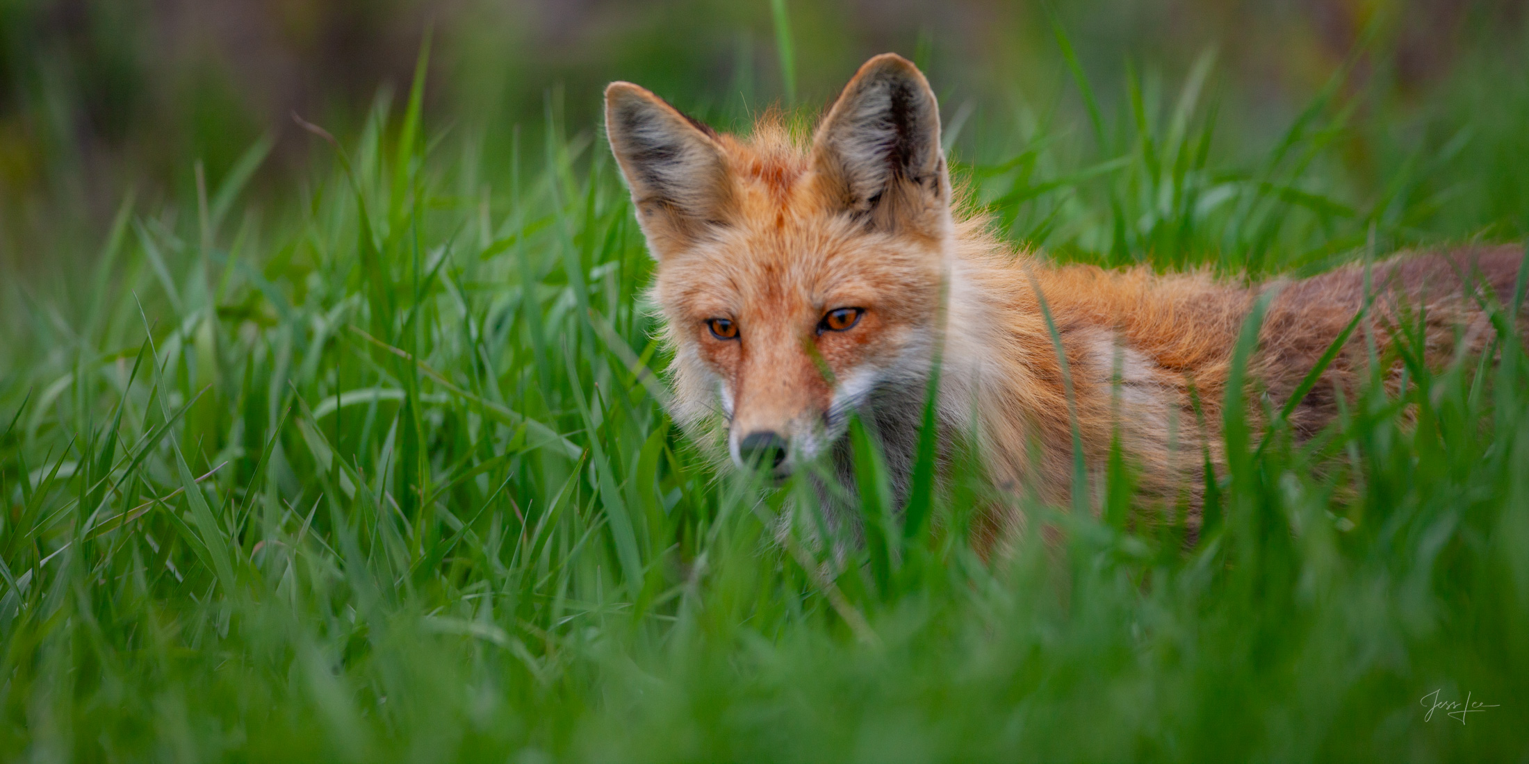 Fox Photo 2 presented in Limited Edition of 250 Exclusive high-resolution Museum Quality Fine Art Prints. Wildlife Photo of a...