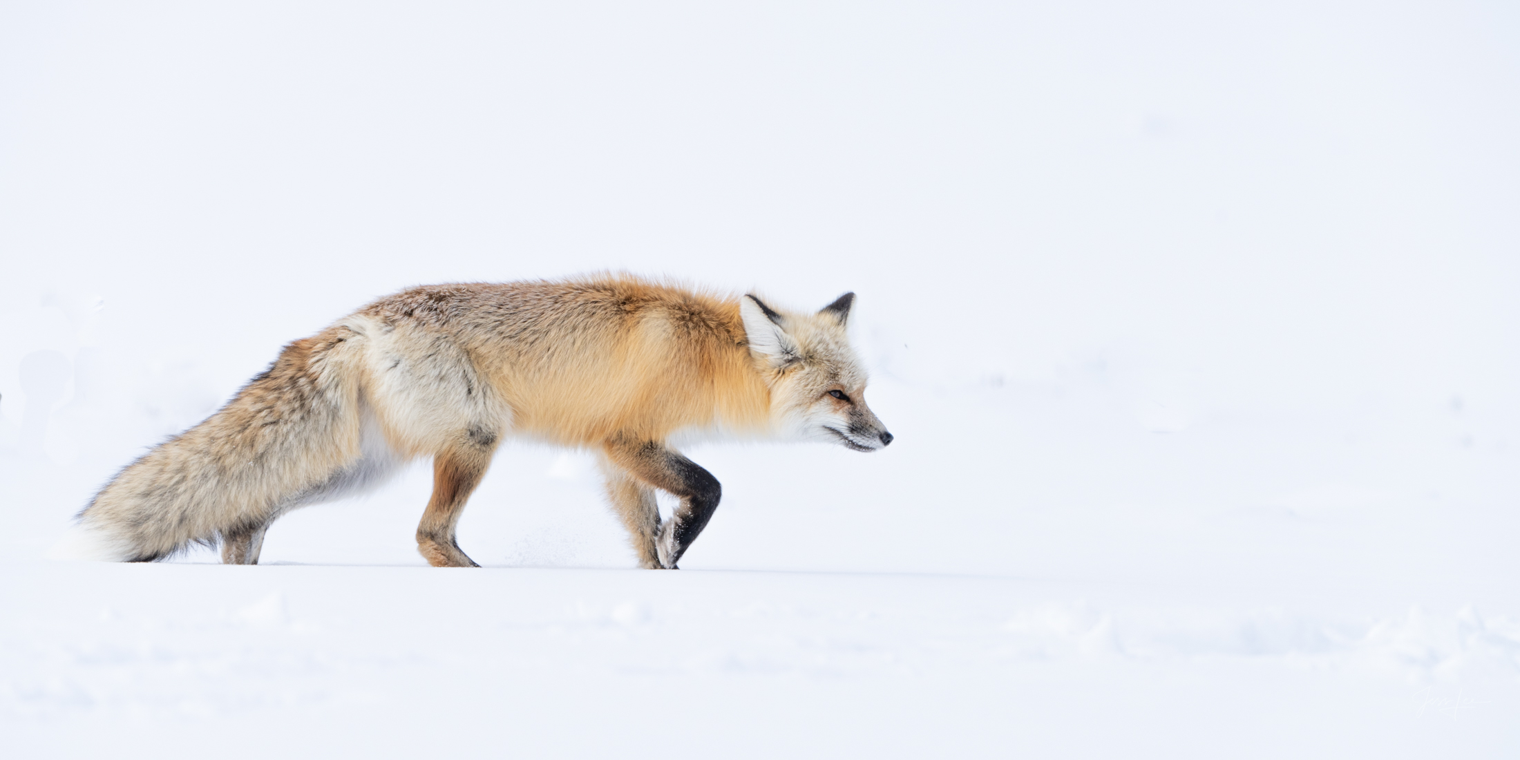 Fox Photo 21 is presented in Limited Edition of 250 Exclusive high-resolution Museum Quality Fine Art Prints. Wildlife Photo...