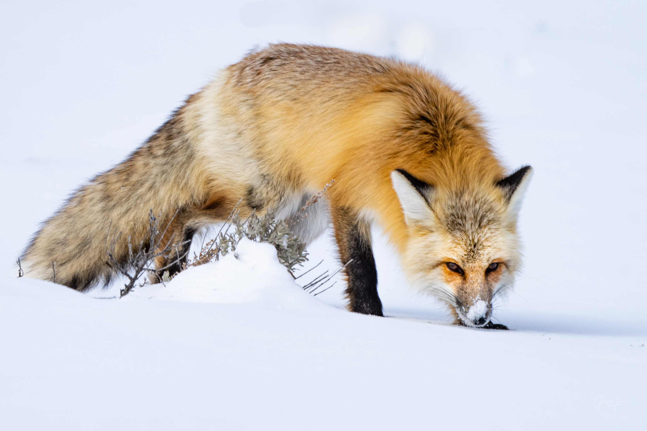 Fox Photo 13 is presented in Limited Edition of 250 Exclusive high-resolution Museum Quality Fine Art Prints. Wildlife Photo...