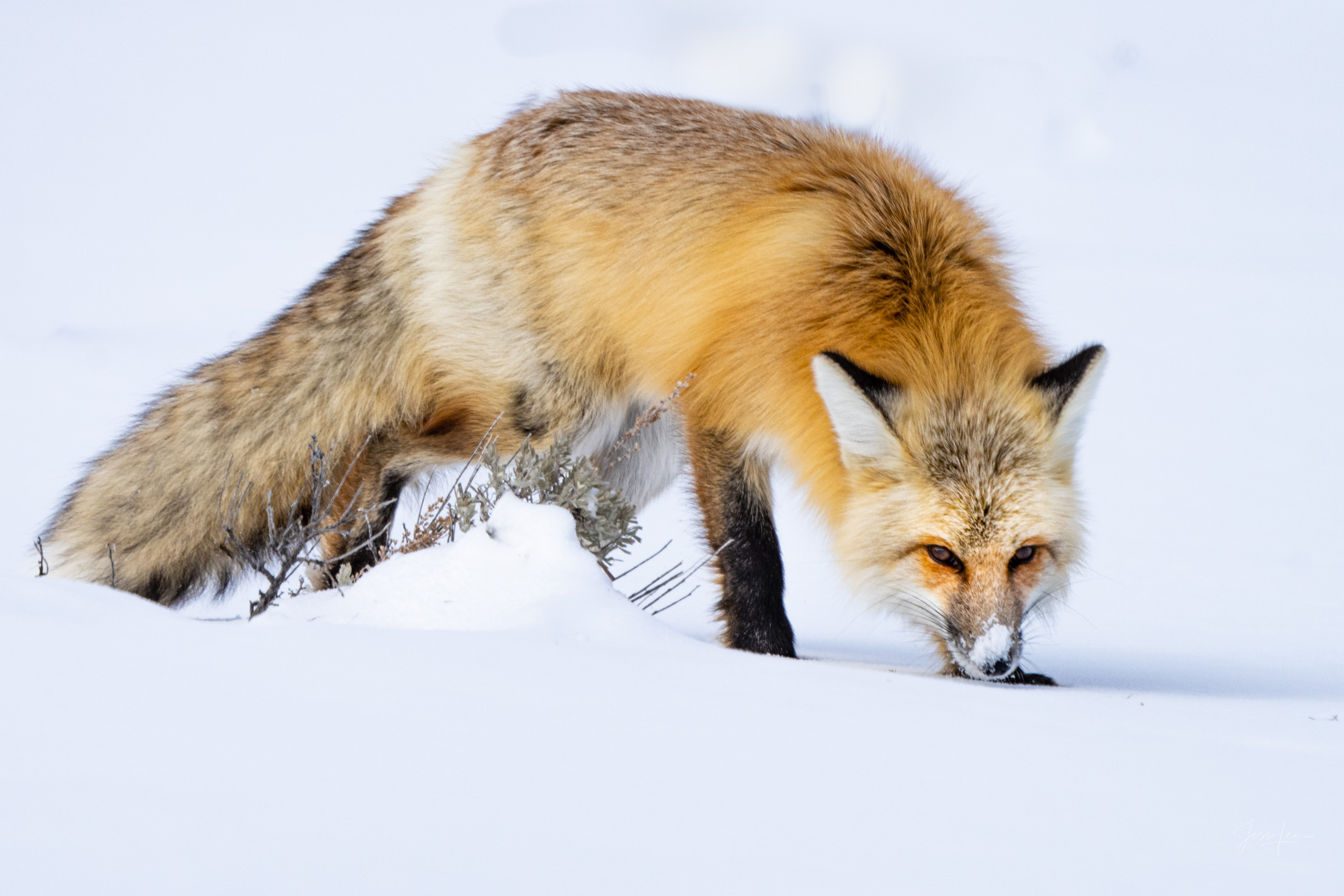 Fox-photo-13 Fox Photo 13 is presented in Limited Edition of 250 Exclusive high-resolution Museum Quality Fine Art Prints. Wildlife Photo...