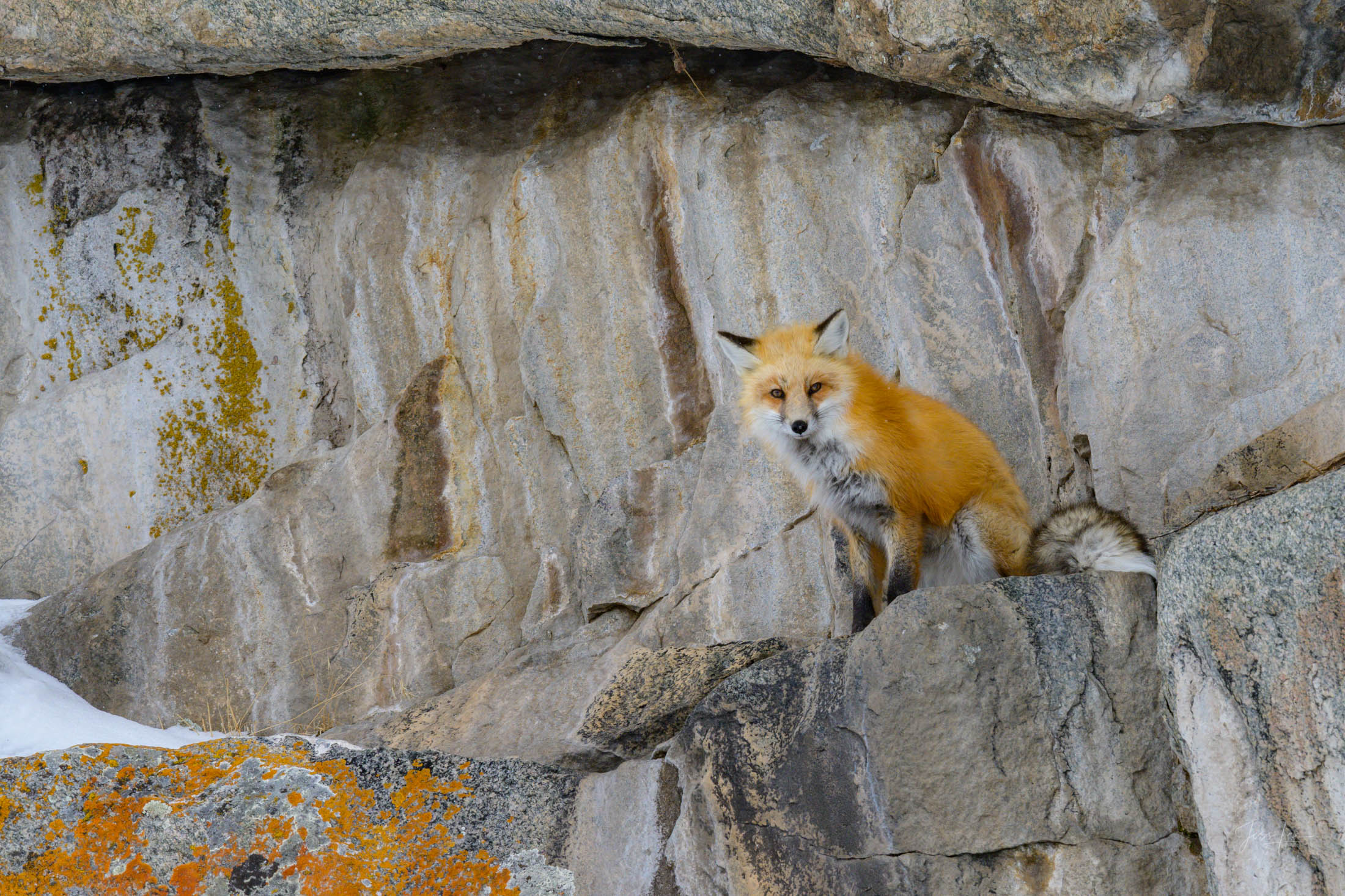 Fox-photo-12 Fox Photo 12 is presented in Limited Edition of 250 Exclusive high-resolution Museum Quality Fine Art Prints. Wildlife Photo...