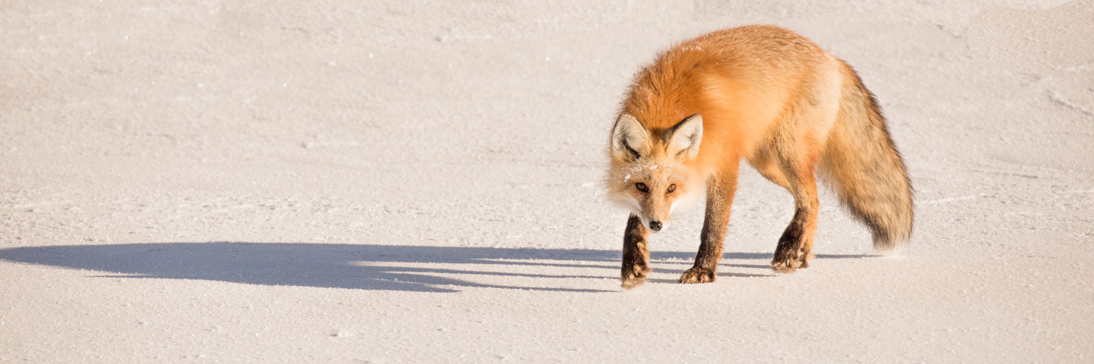 Fox Photo 20 is presented in Limited Edition of 250 Exclusive high-resolution Museum Quality Fine Art Prints. Wildlife Photo...