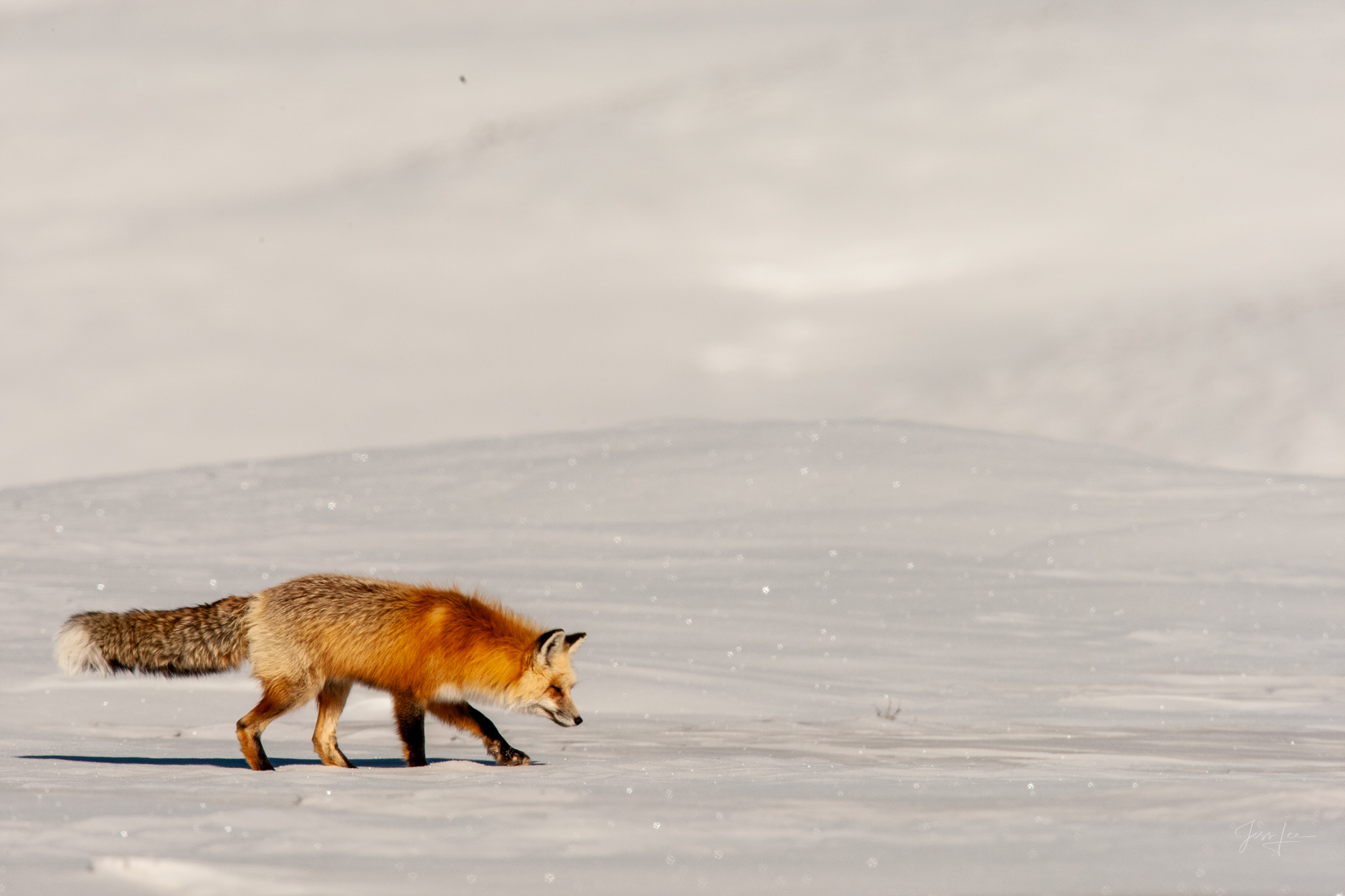 Fox Photo 23 is presented in Limited Edition of 250 Exclusive high-resolution Museum Quality Fine Art Prints. Wildlife Photo...