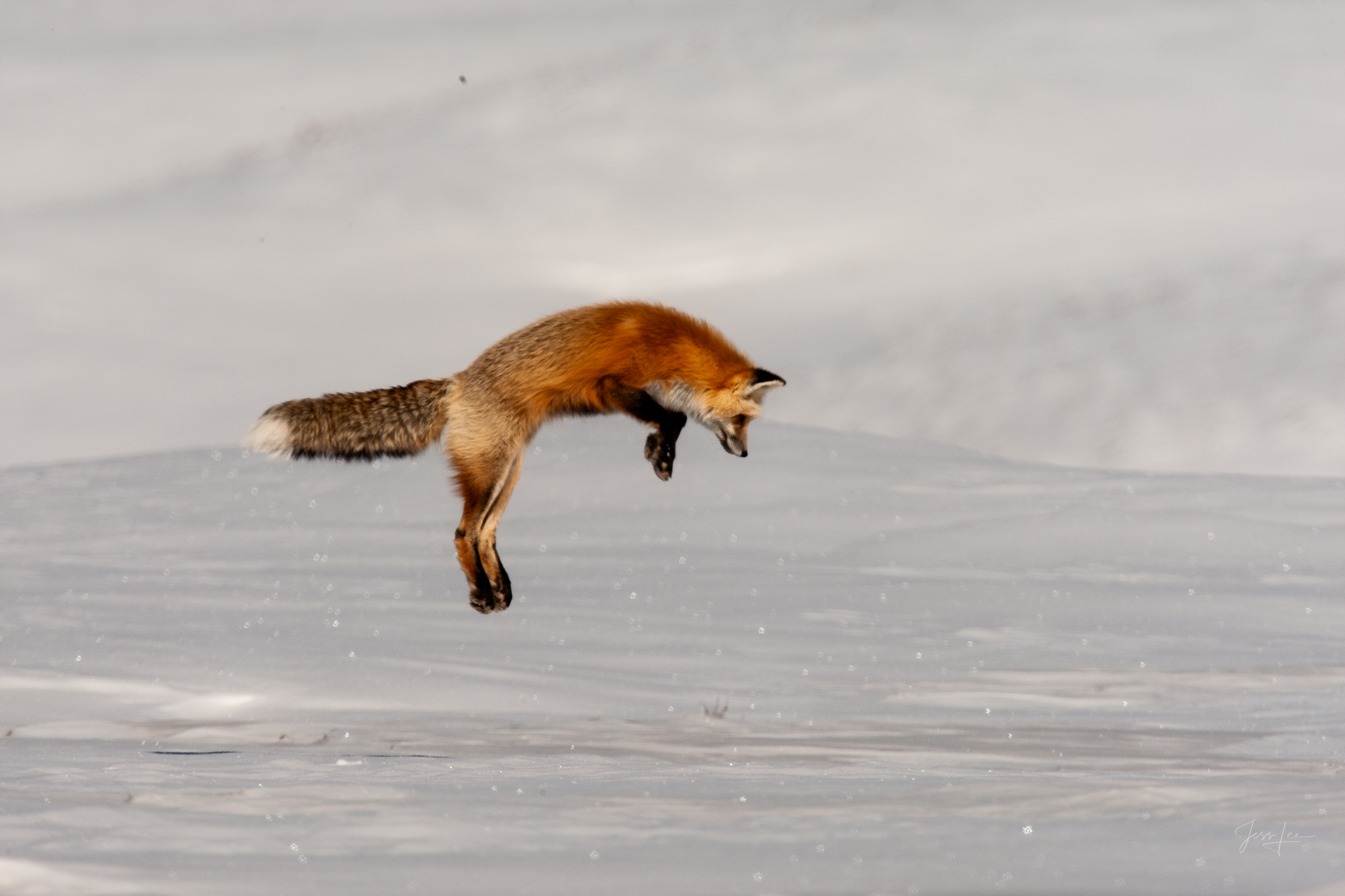 Fox-photo-24