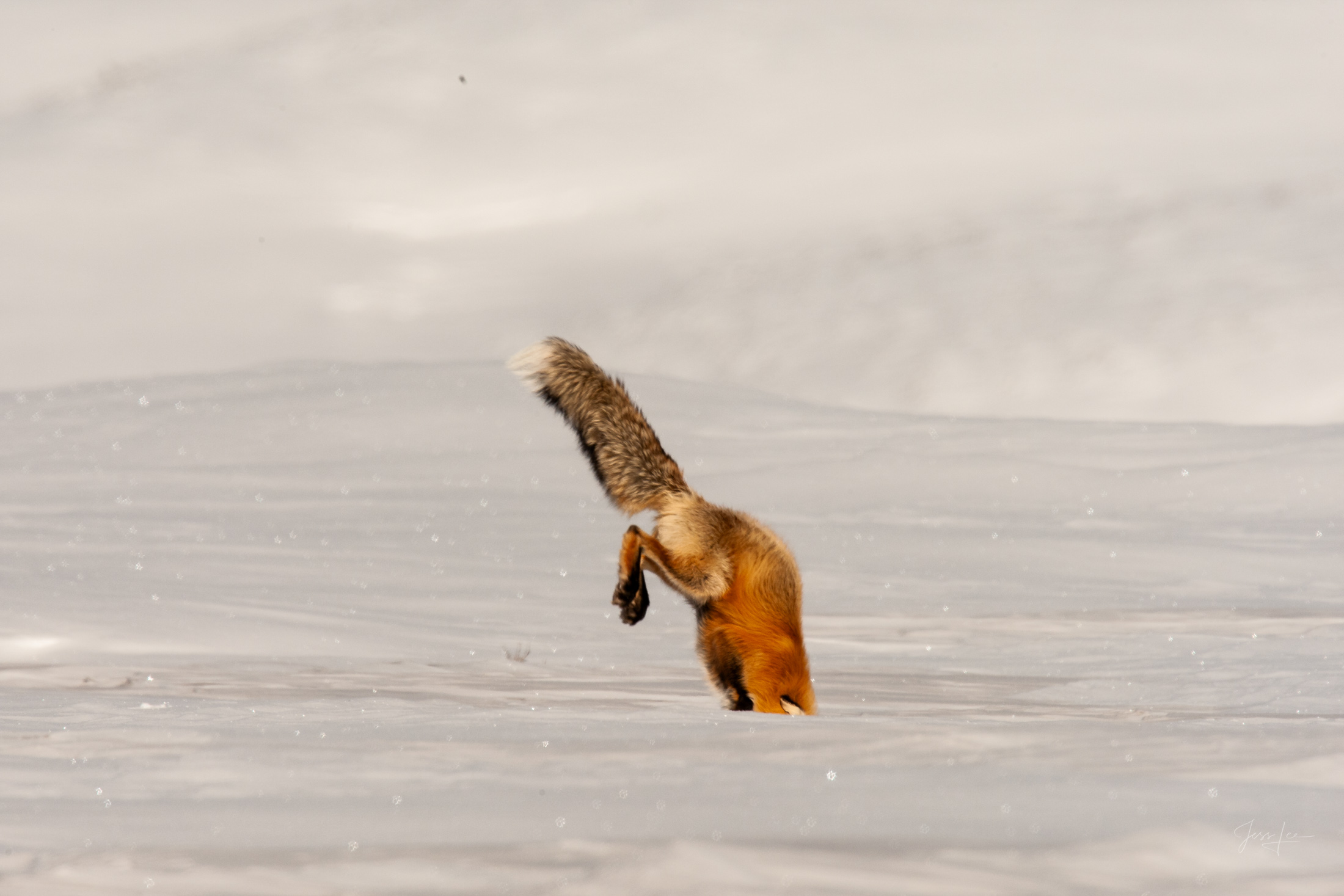 Fox-photo-26 Fox Photo 26 is presented in Limited Edition of 250 Exclusive high-resolution Museum Quality Fine Art Prints. Wildlife Photo...