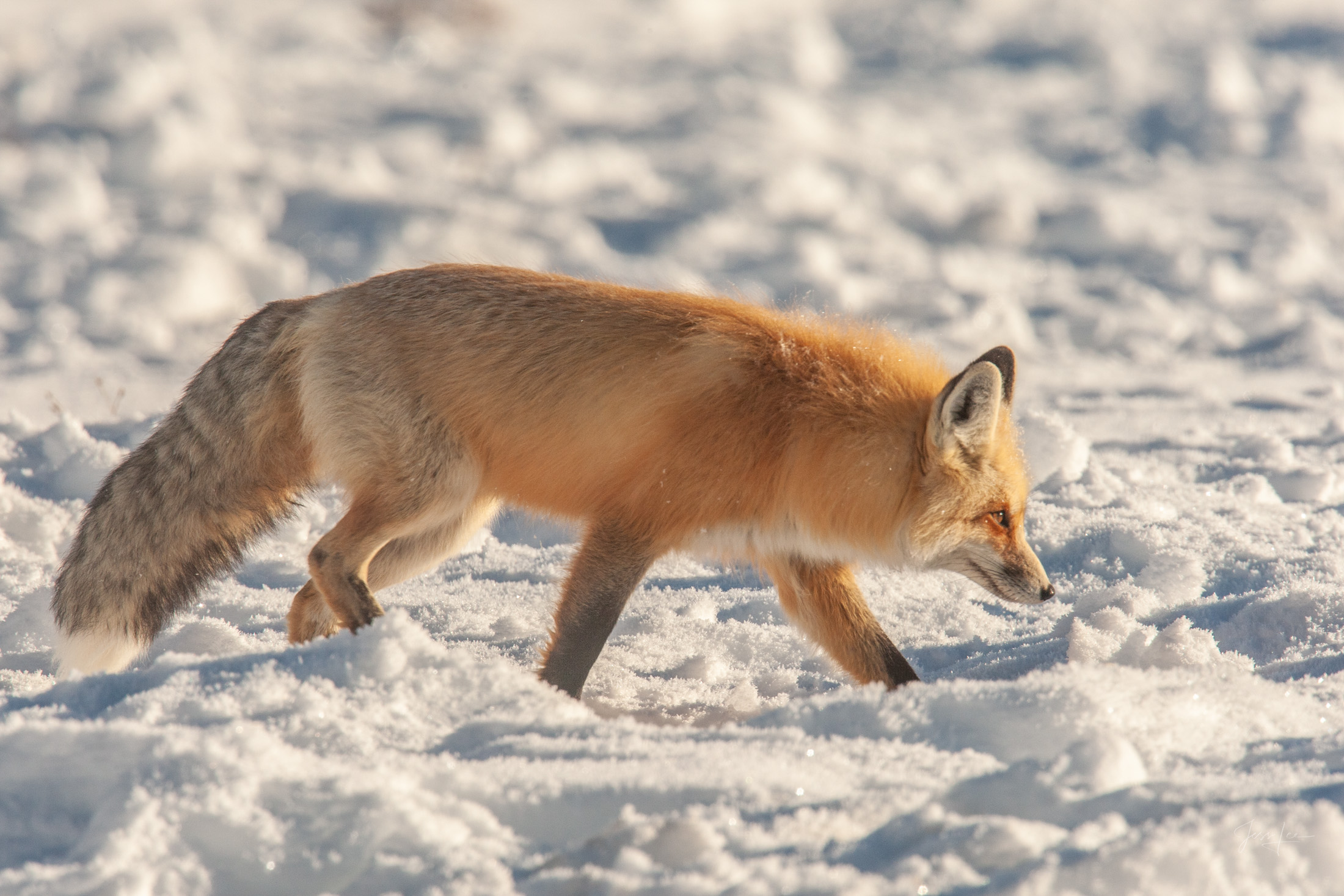 Fox-photo-15 is a Limited Edition Fine Art Fox Photography Print of 250 prints