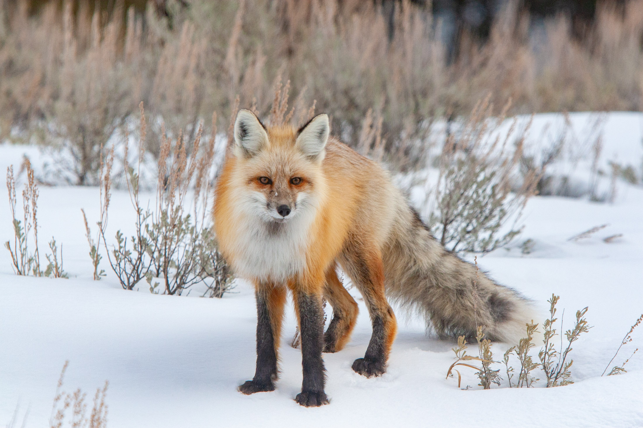 Fox Photo 16 is presented in Limited Edition of 250 Exclusive high-resolution Museum Quality Fine Art Prints. Wildlife Photo...