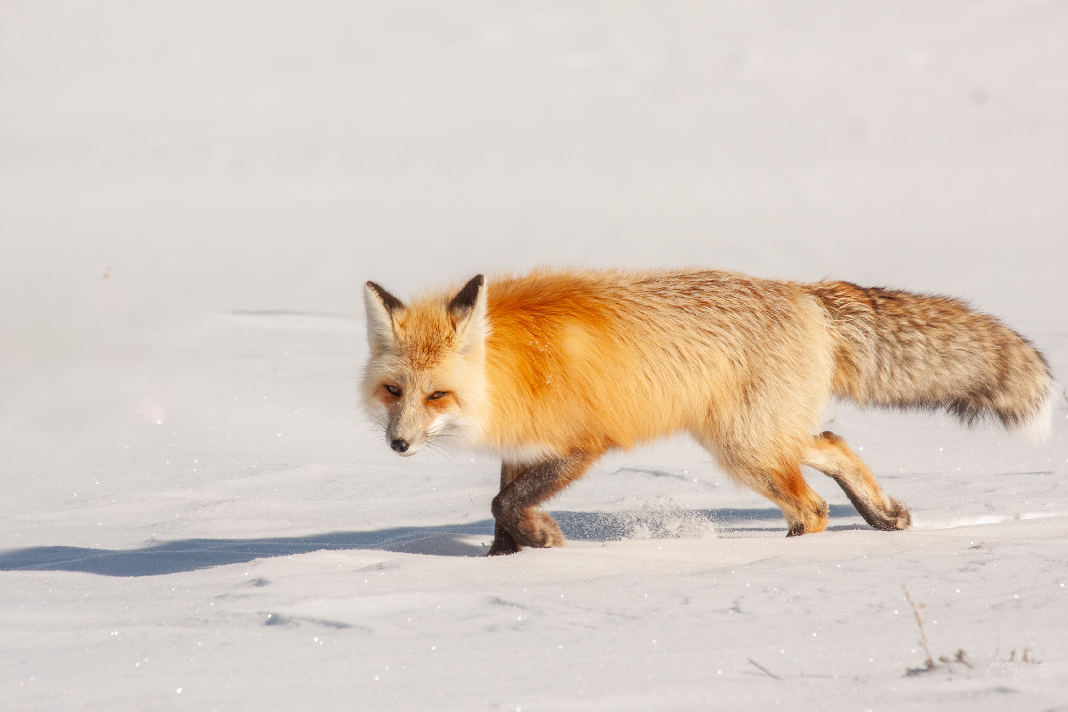 Fox Photo 9 is presented in Limited Edition of 250 Exclusive high-resolution Museum Quality Fine Art Prints. Wildlife Photo of...