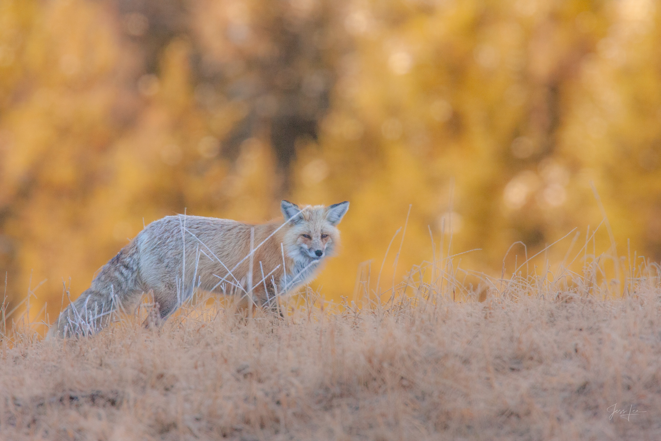 Fox Photo 14 is presented in Limited Edition of 250 Exclusive high-resolution Museum Quality Fine Art Prints. Wildlife Photo...