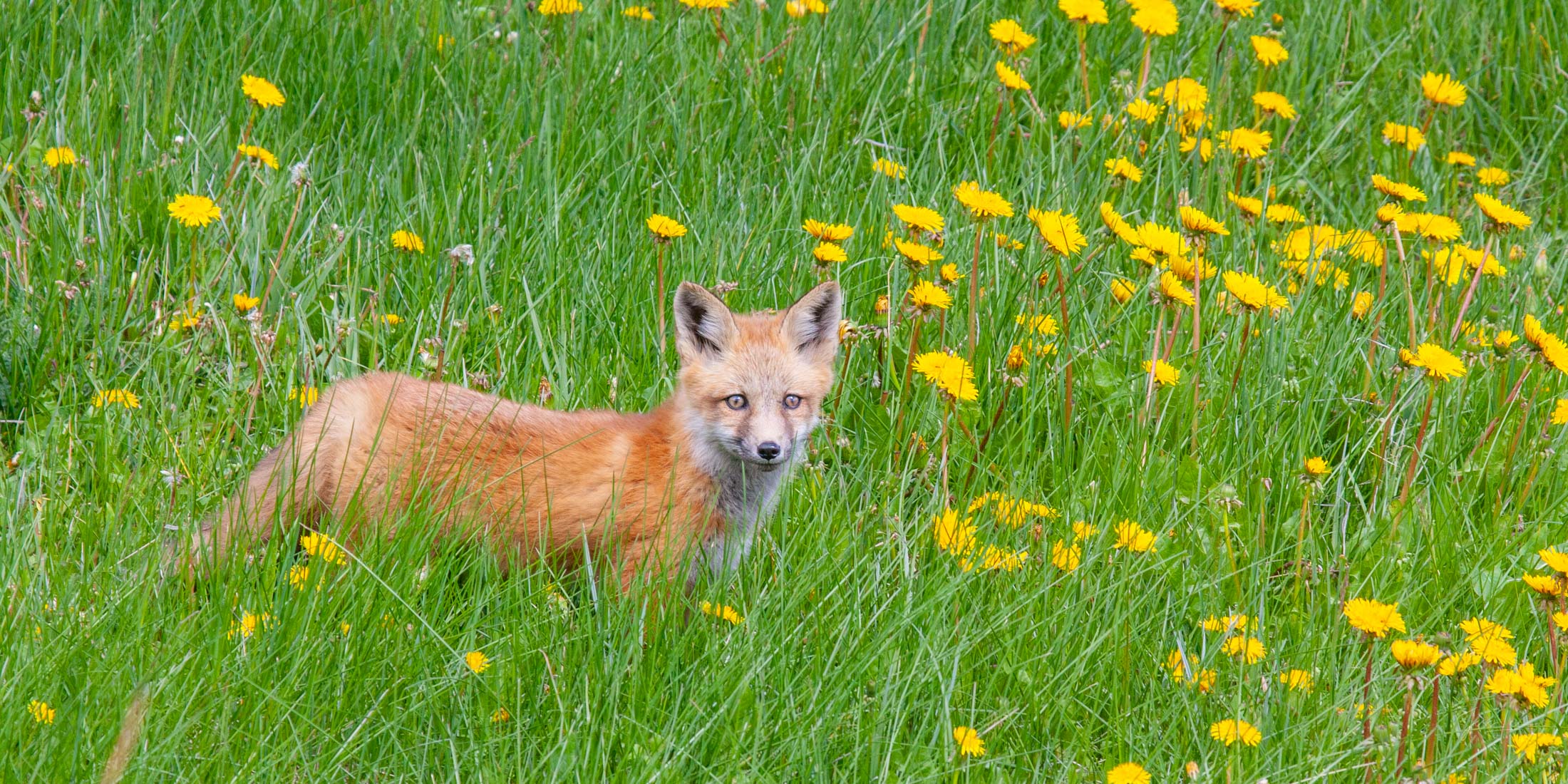 Fox-photo-10
