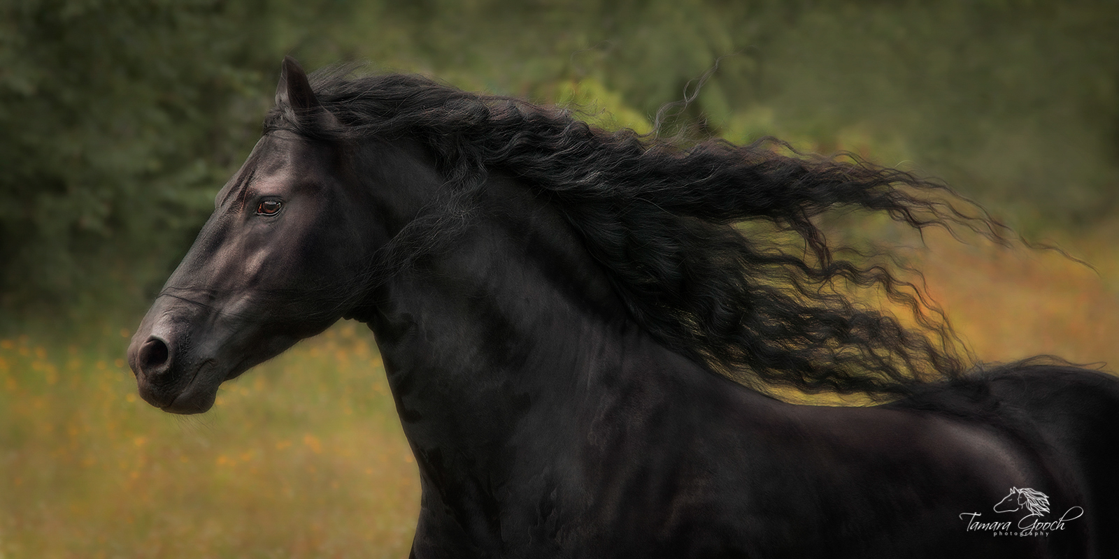 A photo of a Friesian stallion galloping through a spring field with his long mane flying.