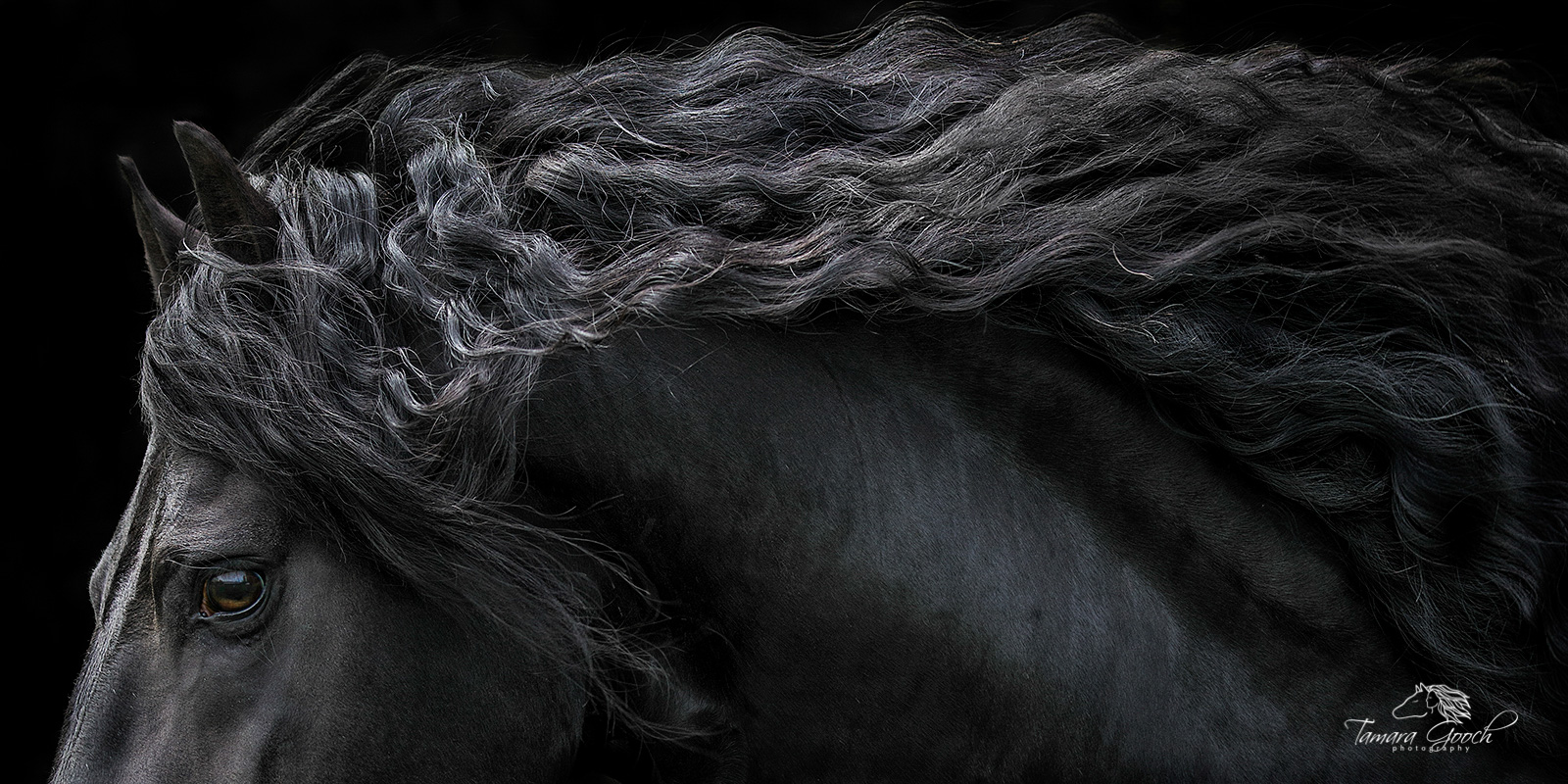 Friesian horse head, neck and long mane pano