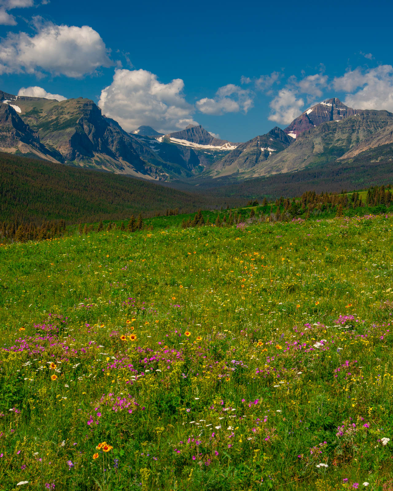 Picture o, Flowers in a summer meadow Glacier National Park. A fine Art Limited Edition Print of sunset at Glacier. Order yours...