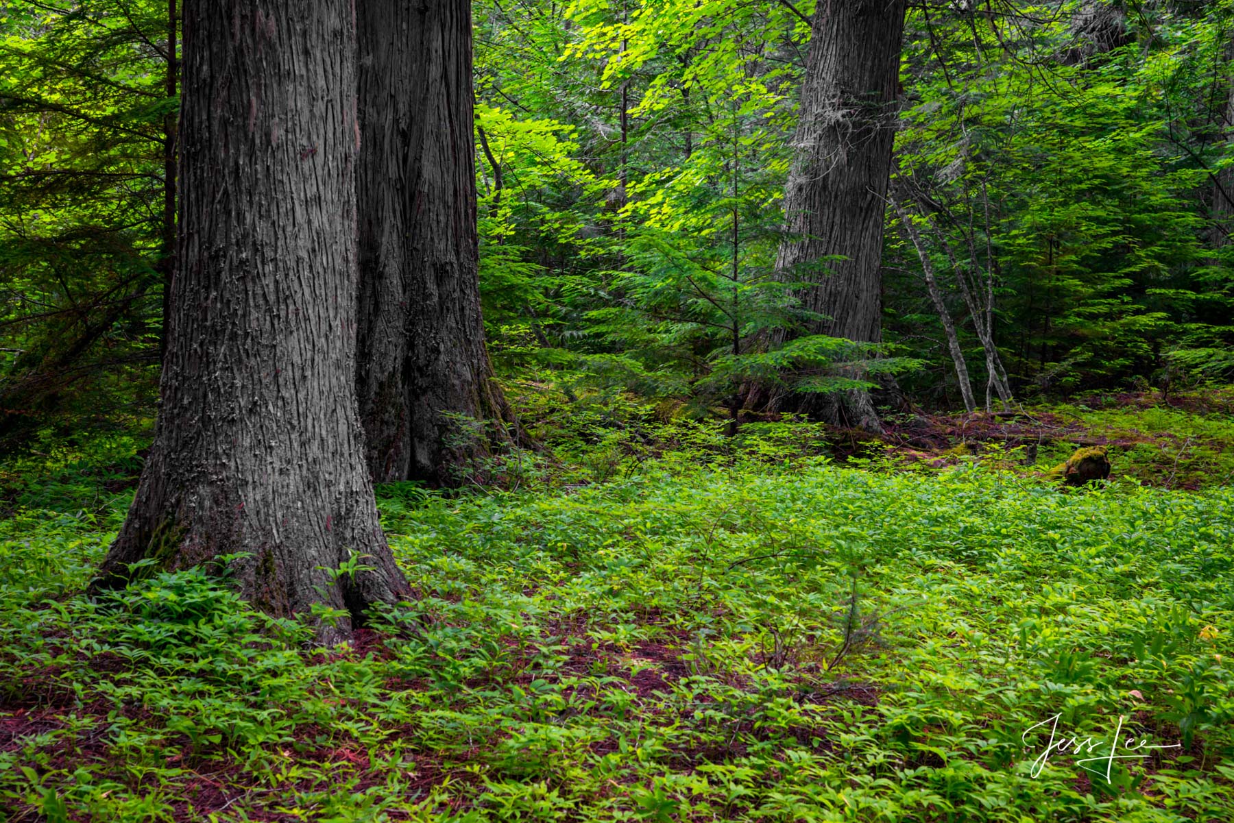 Limited Edition of 50 Exclusive high-resolution Museum Quality Fine Art Prints of Glacier National Park's Forest Floor Trees....