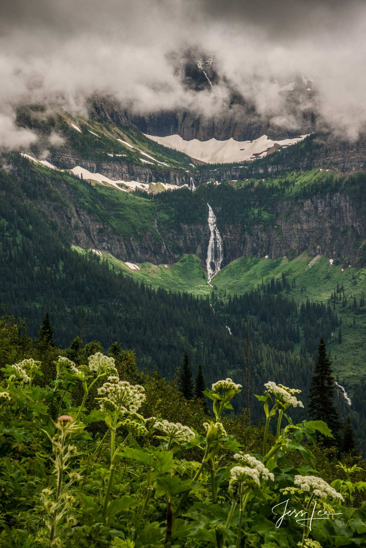 Glacier National Park Photography Print of Bear grass and falls