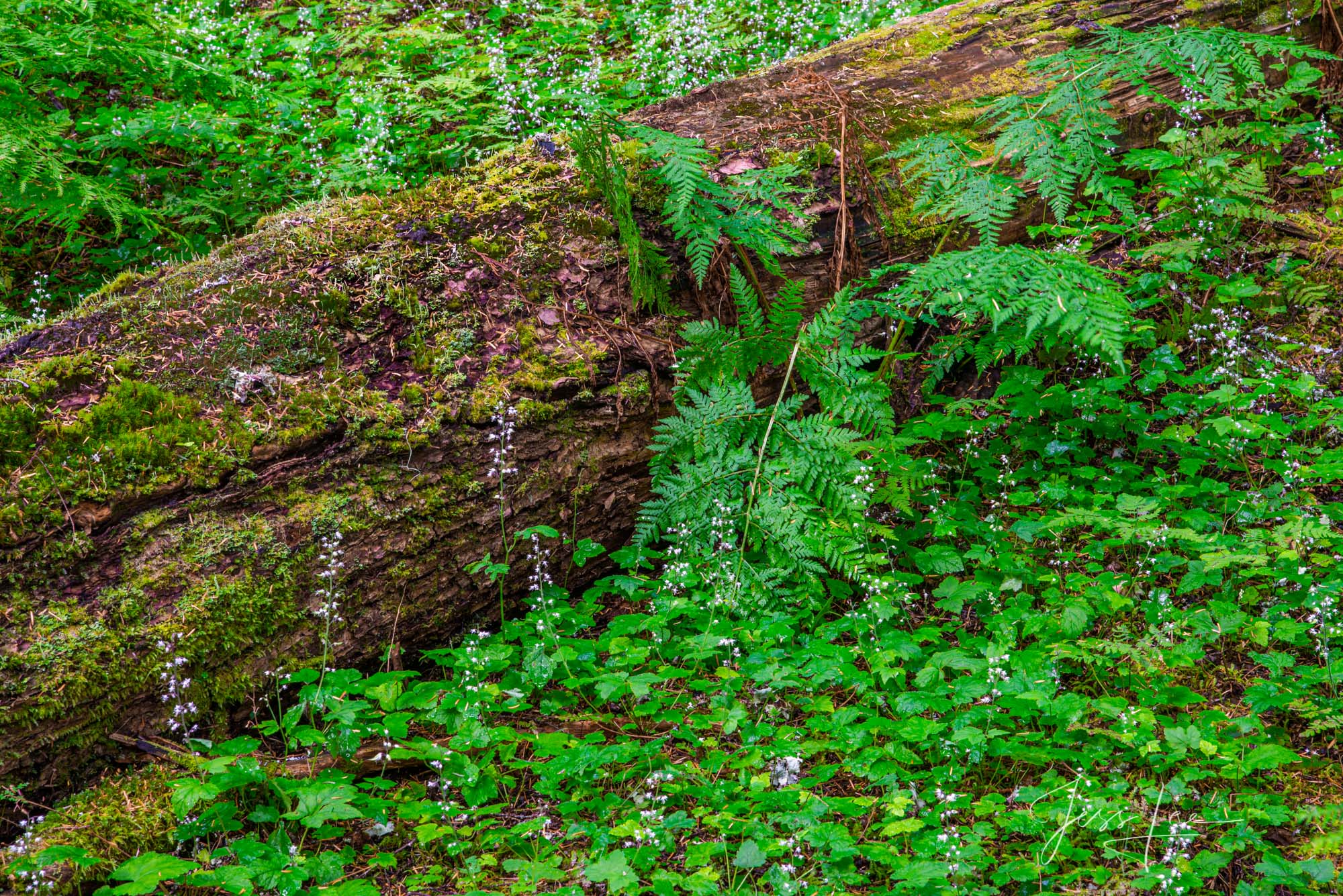 Glacier National Park Photography Print Green Leaves and fallen Tree