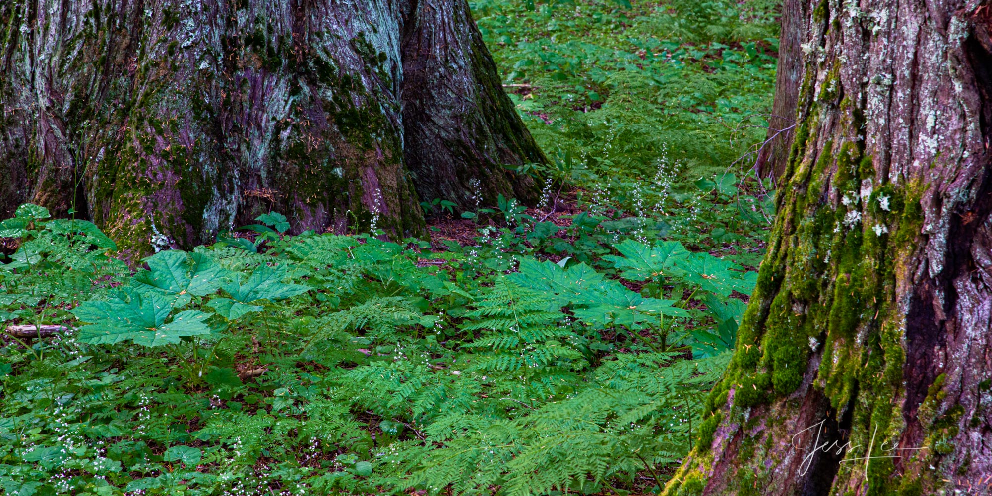 Forest Floor with green leaves