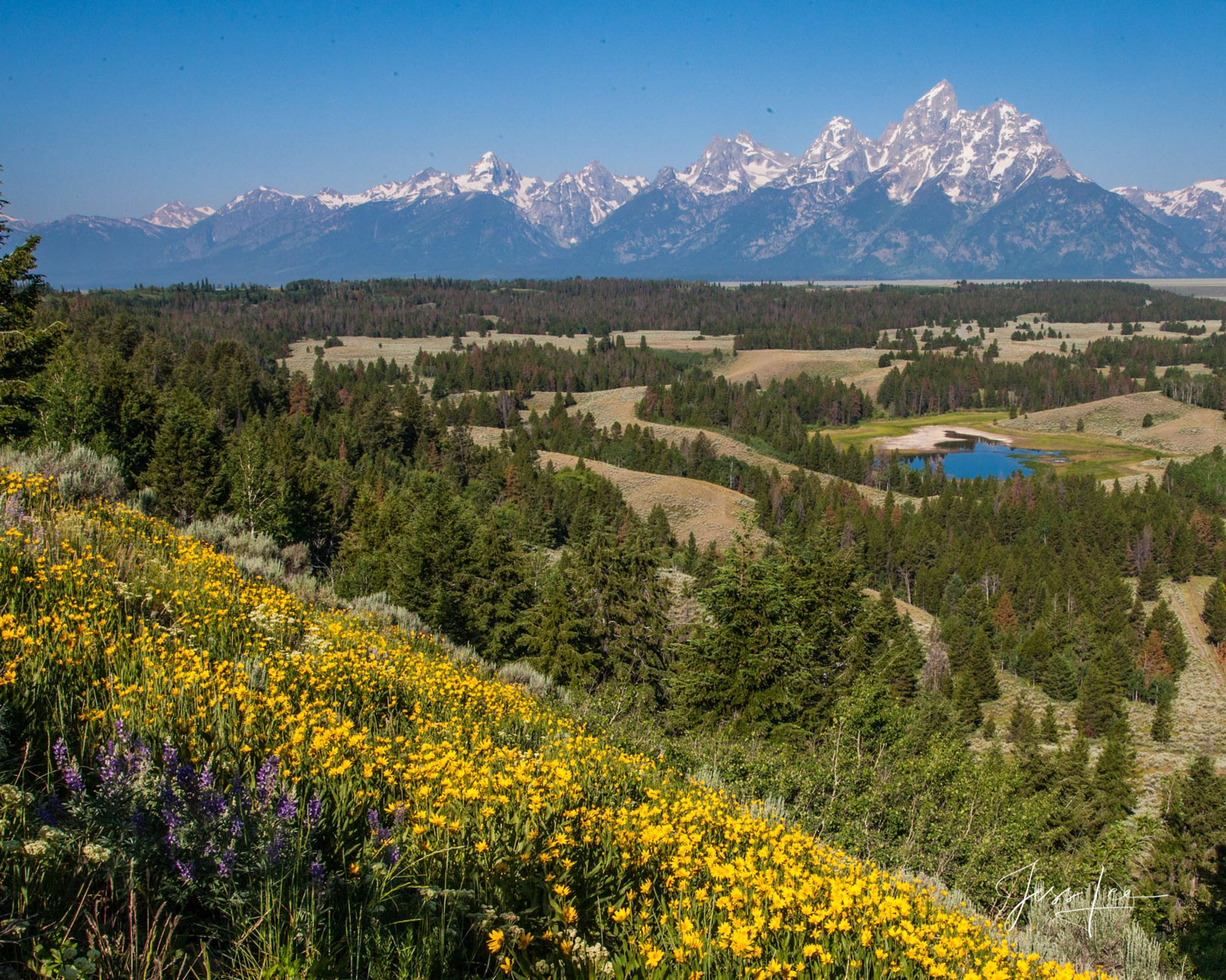 Spring Magic Grand Teton Photography of Teton Flowers in a Fine Art Limited Edition Print. Available as a framed or float mounted, ready to hang wall art.