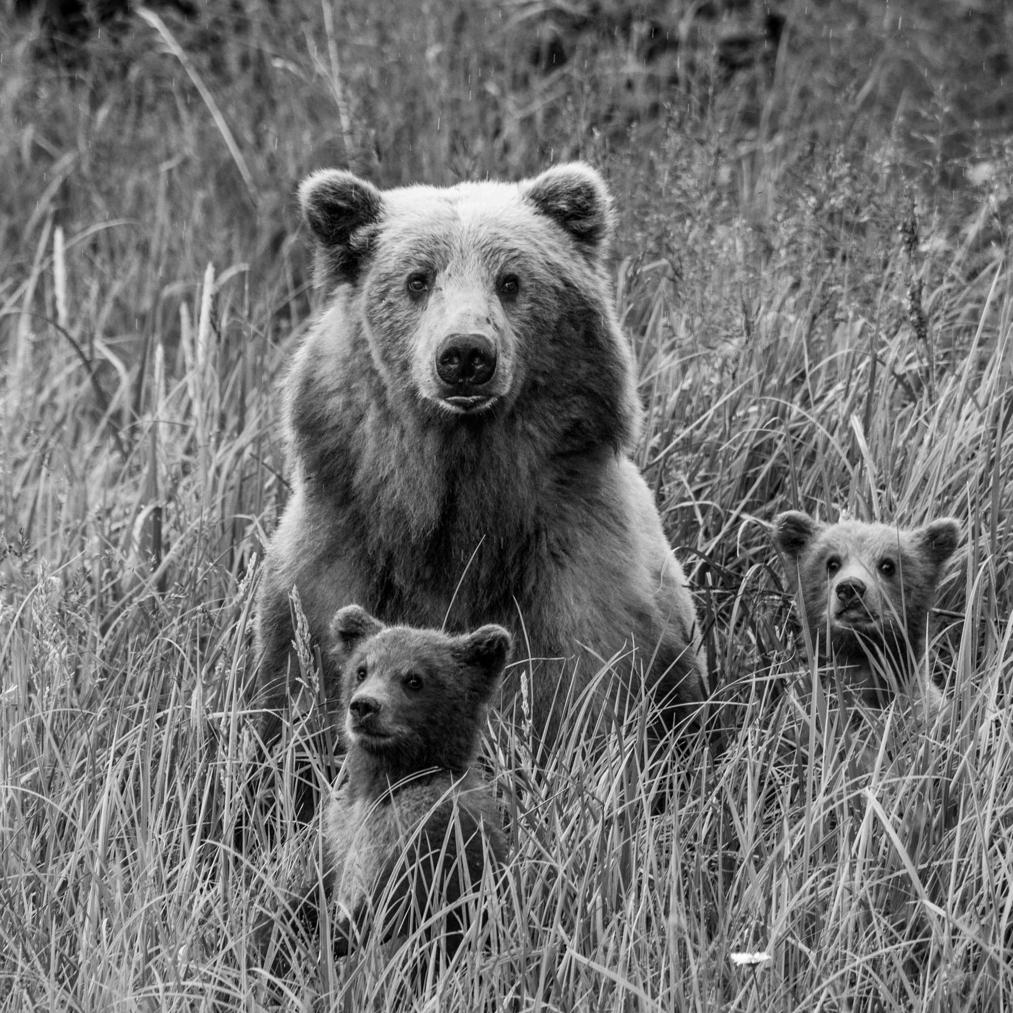 Alaska Wildlife Photography,  Grizzly Bear Mom and Cubs 