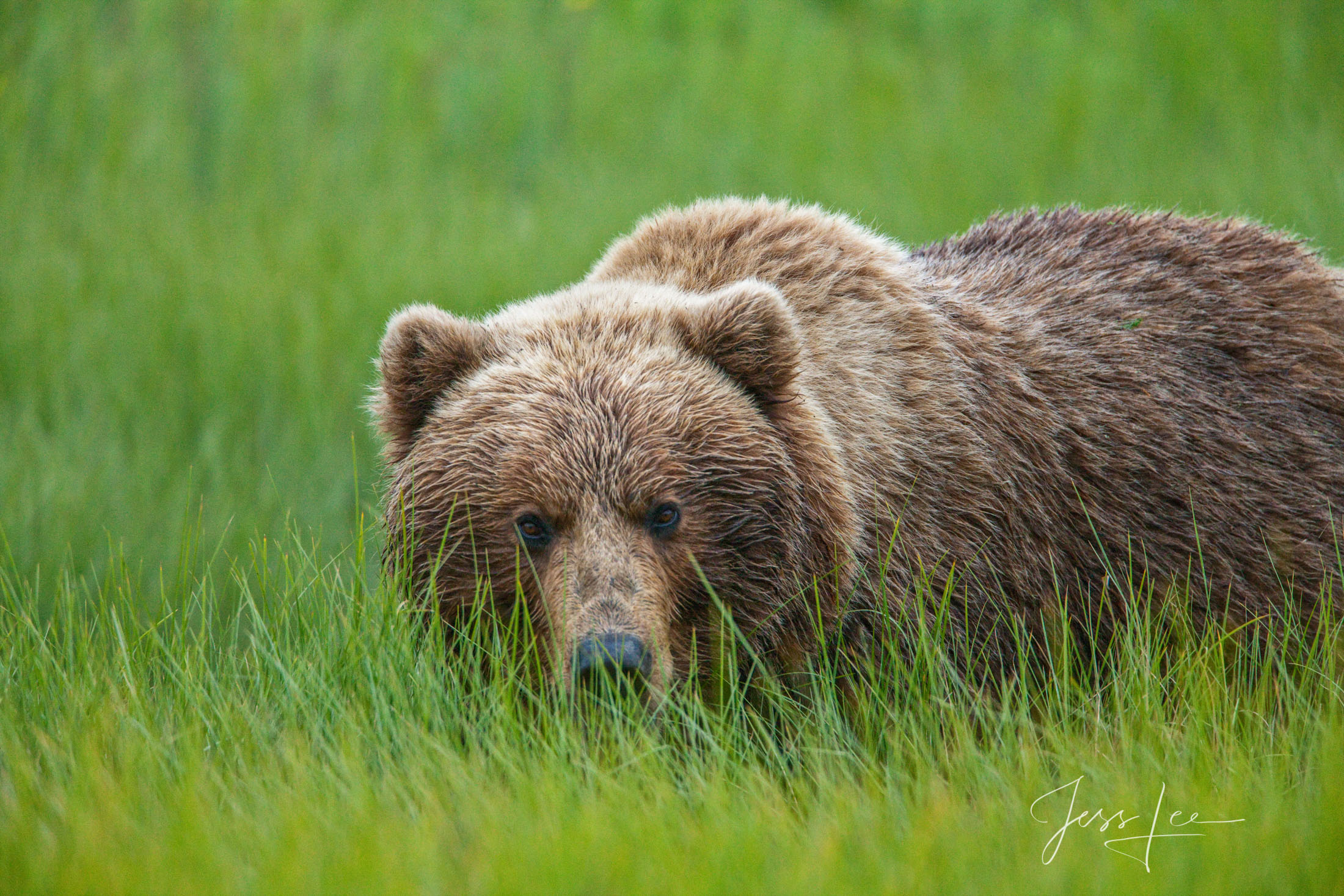 Brown Bear Sneak Picture of Grizzly Bear
