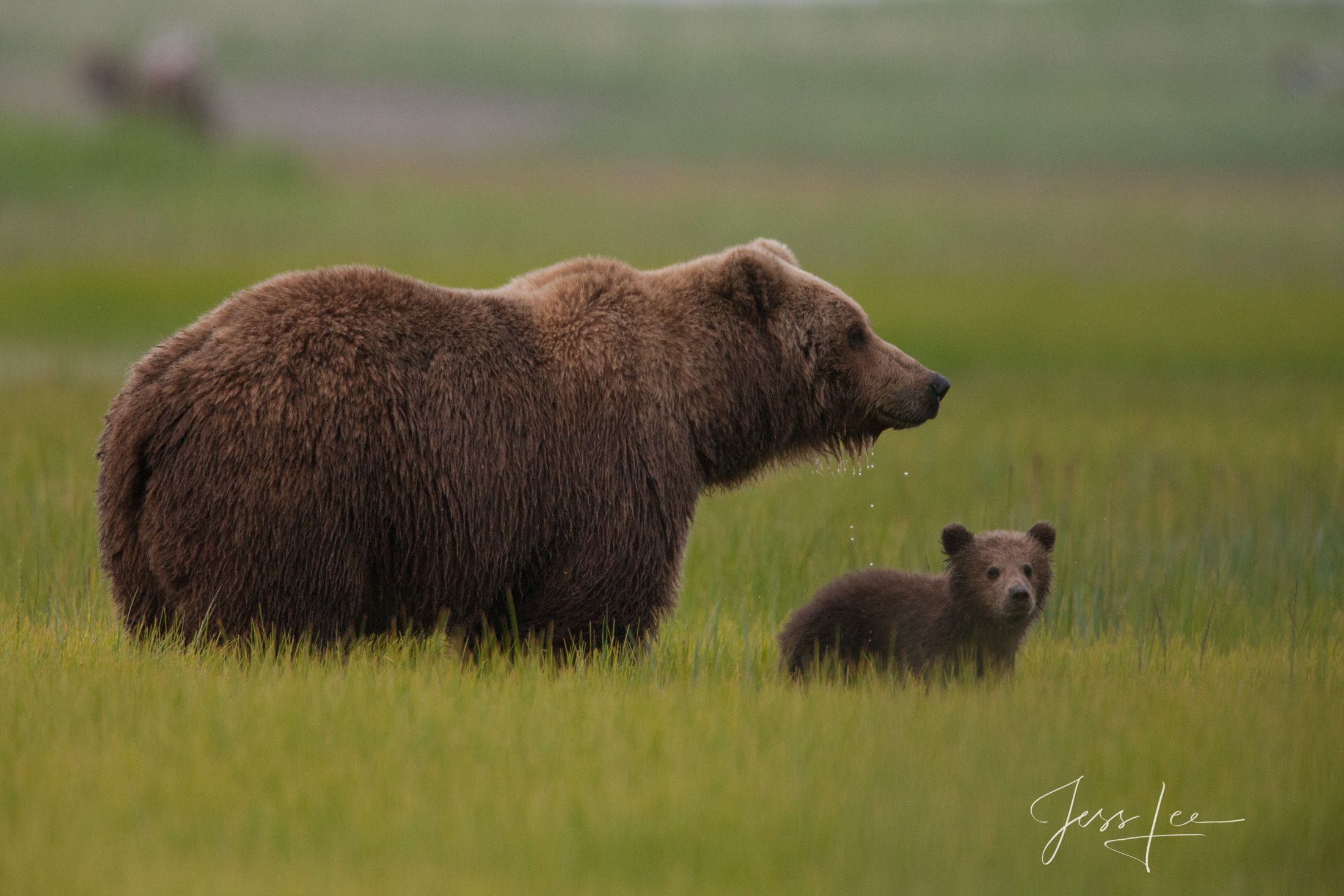 Picture of Grizzly Bear