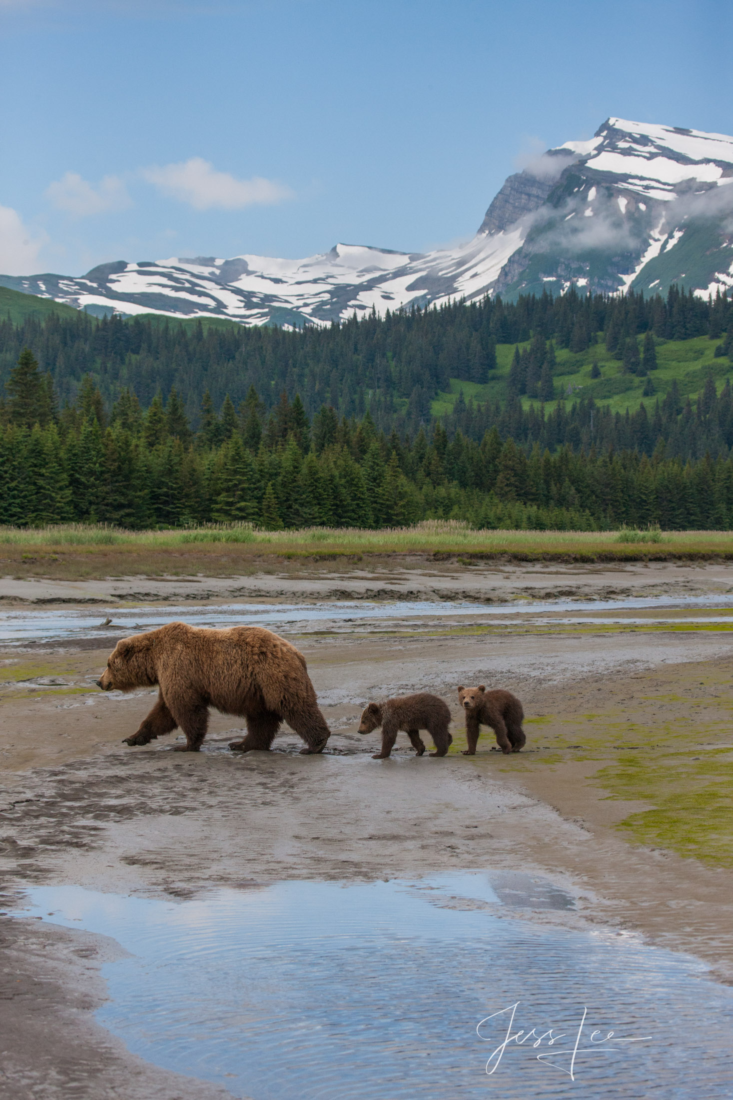 Picture of Grizzly Bear cubs