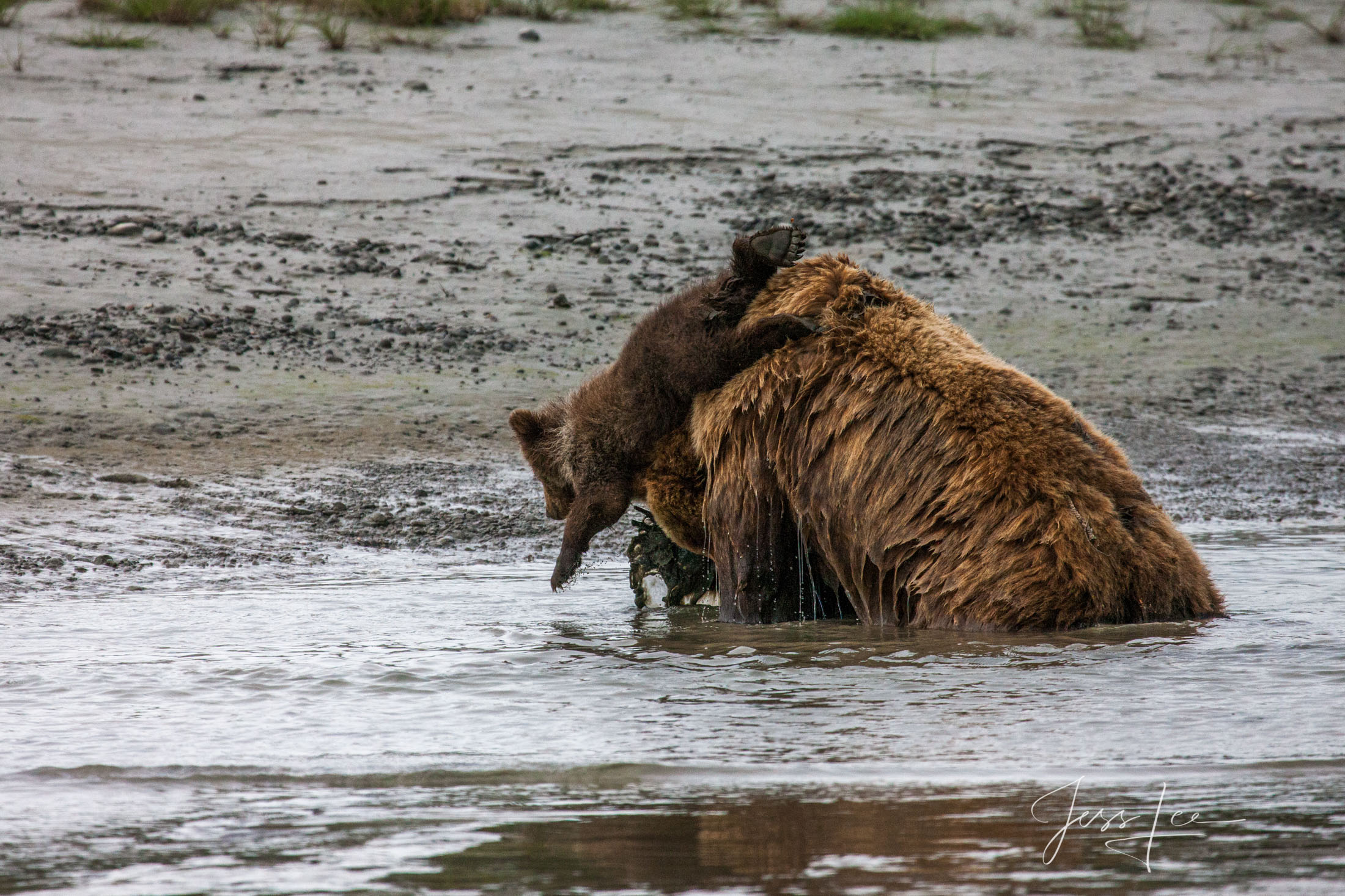 Picture of Grizzly Bear