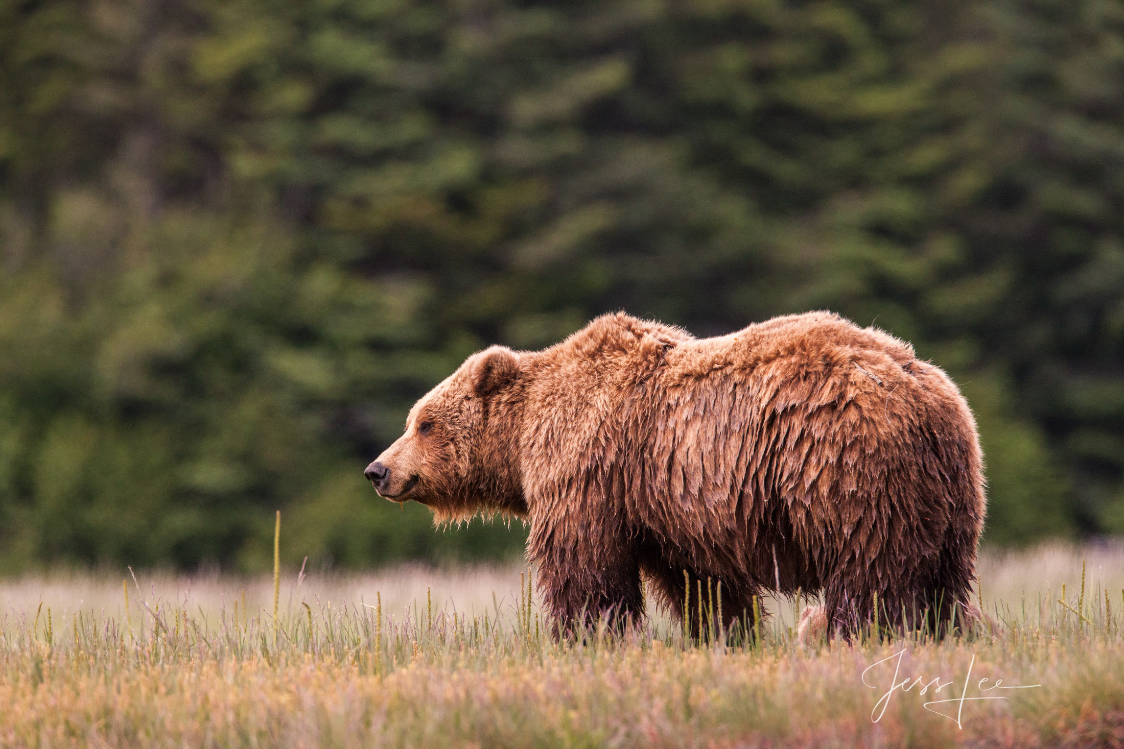 Picture of Grizzly Bear