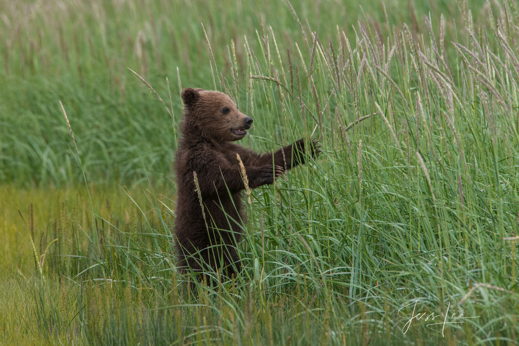 Picture of a Grizzly Bear, Limited Edition Fine Art Photography Print From Jess Lee"s Bear Photo Gallery