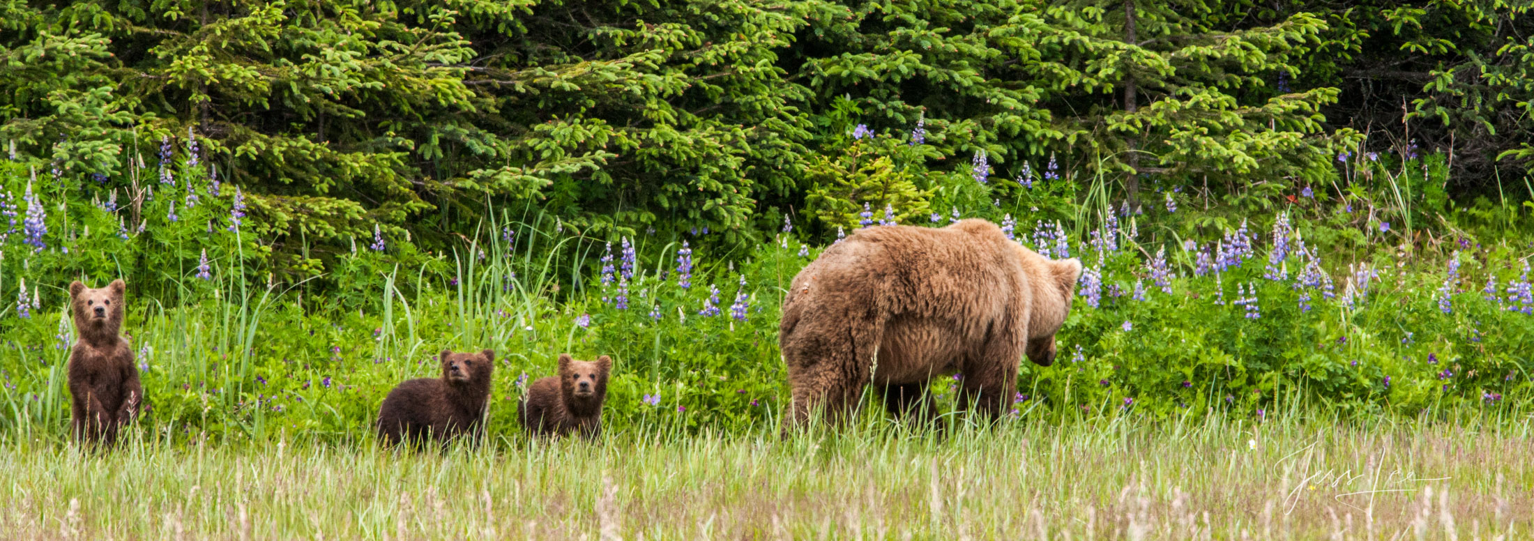 Picture of Grizzly bear and cubs