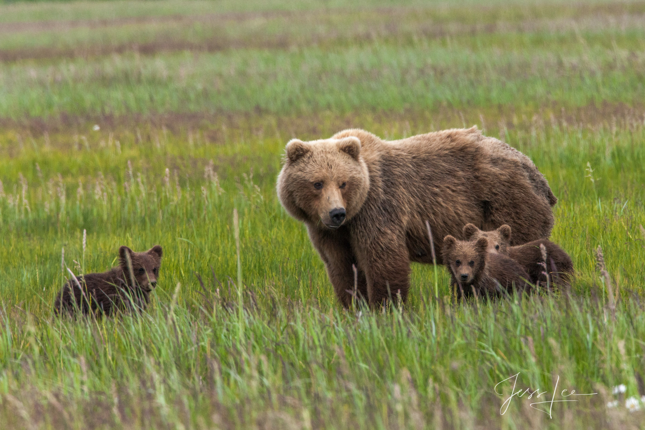 Picture of a Grizzly Bear, Limited Edition Fine Art Photography Print From Jess Lee"s Bear Photo Gallery
