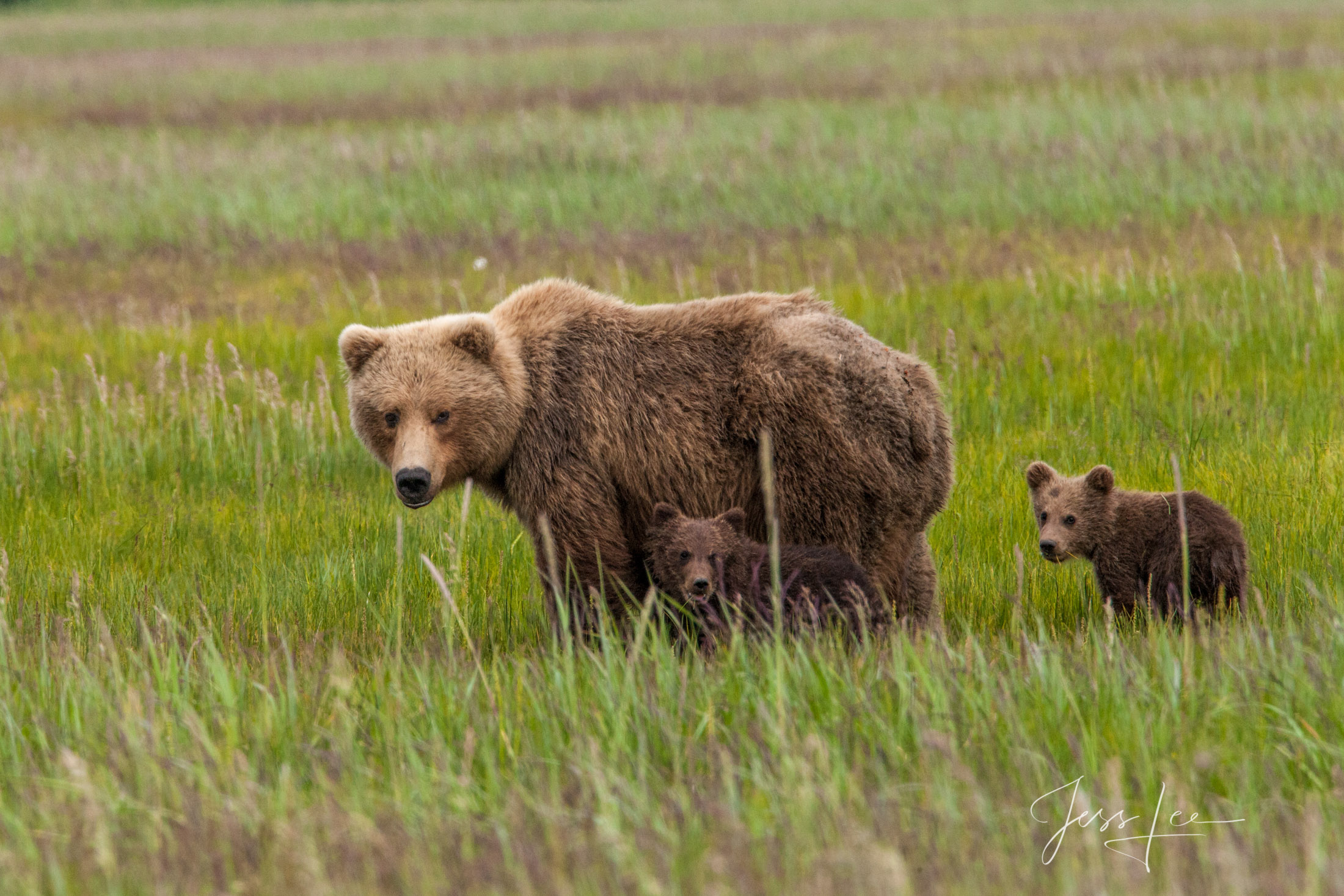 Picture of a Grizzly Bear, Limited Edition Fine Art Photography Print From Jess Lee"s Bear Photo Gallery