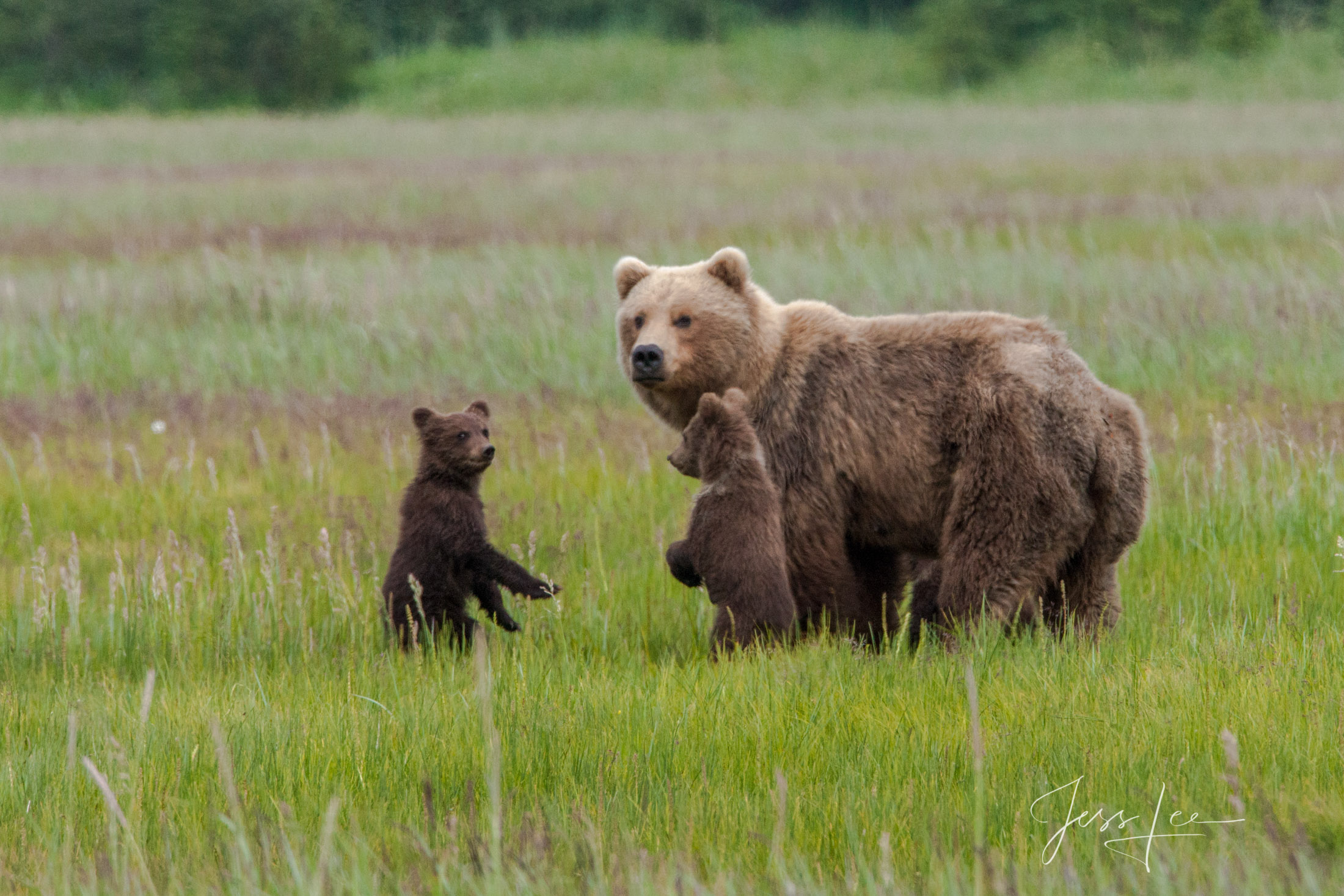 Picture of a Grizzly Bear, Limited Edition Fine Art Photography Print From Jess Lee"s Bear Photo Gallery