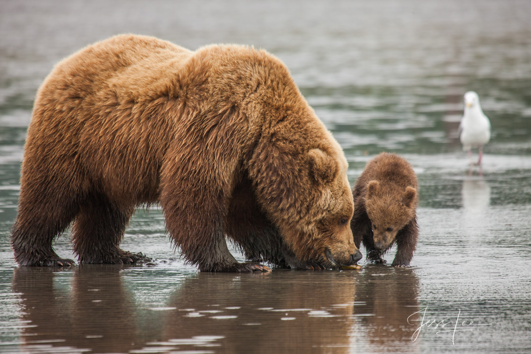 Picture of a Grizzly Bear, Limited Edition Fine Art Photography Print From Jess Lee"s Bear Photo Gallery