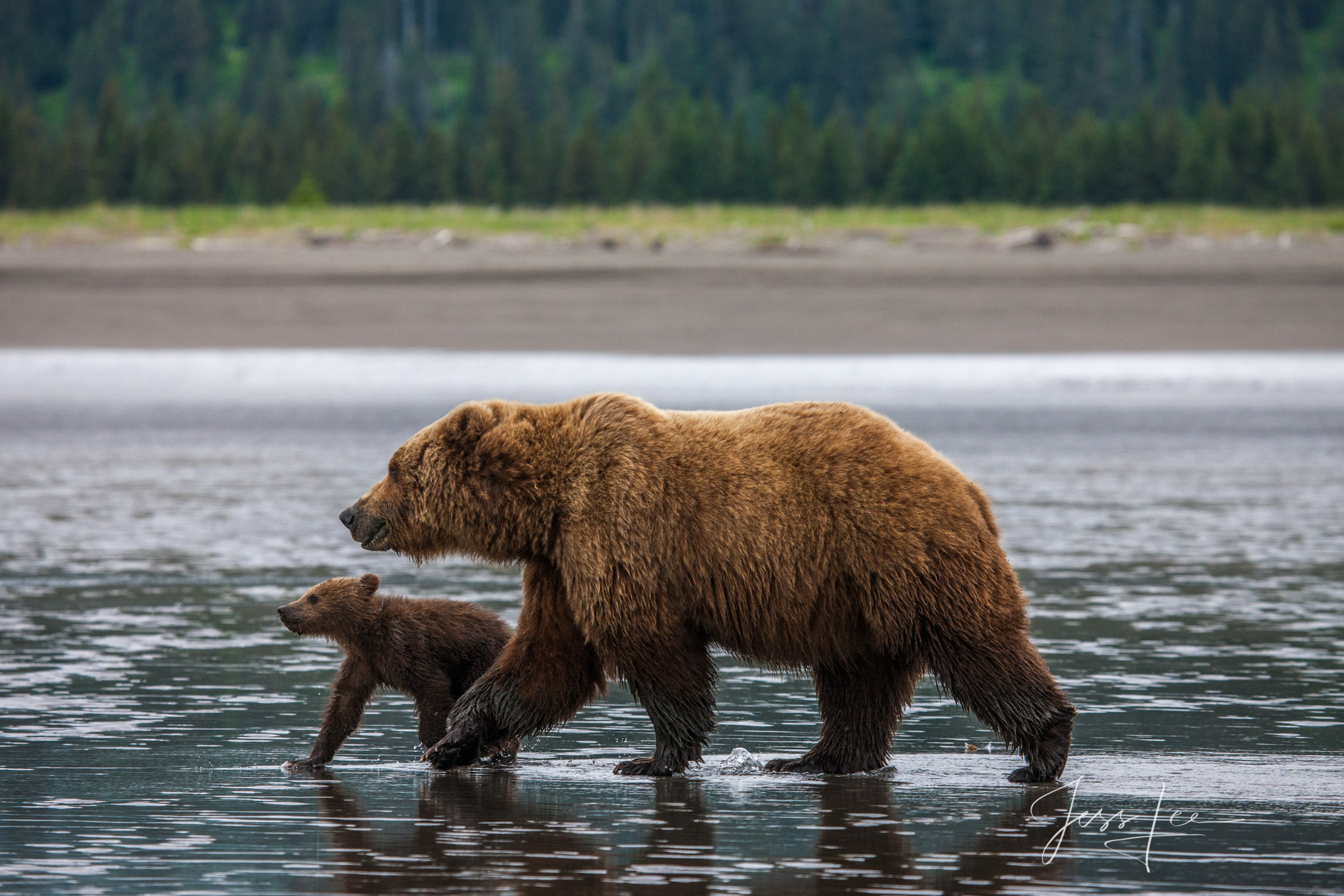 Picture of a Grizzly Bear, Limited Edition Fine Art Photography Print From Jess Lee"s Bear Photo Gallery